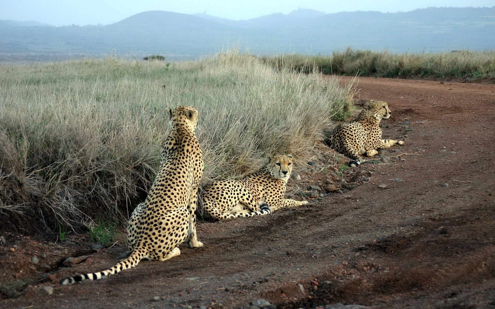 three cheetahs, grass, road, sit, hunting, africa, safari Animals