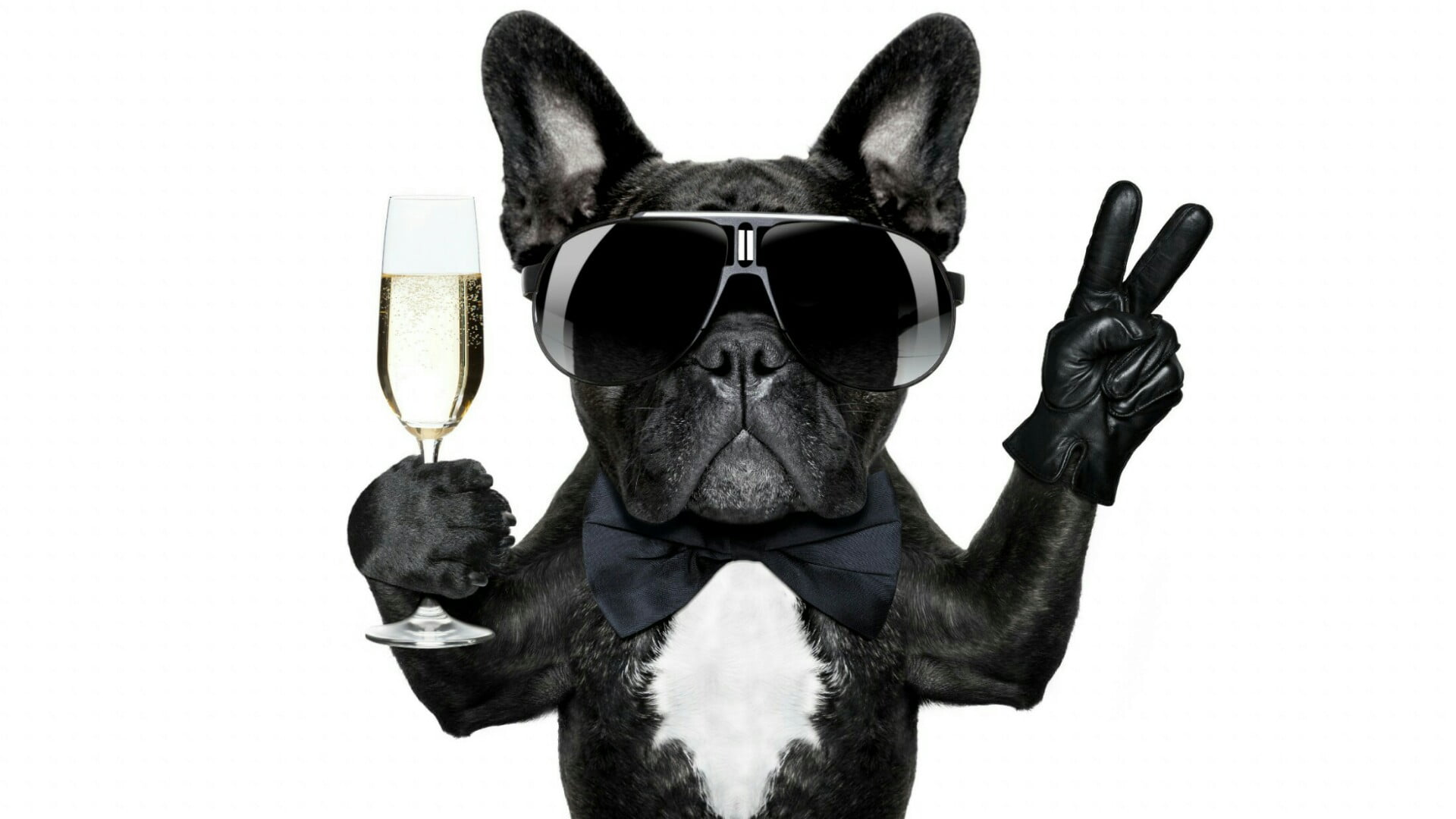 dog, celebrate, champagne, dog breed, snout, eyewear, french bulldog