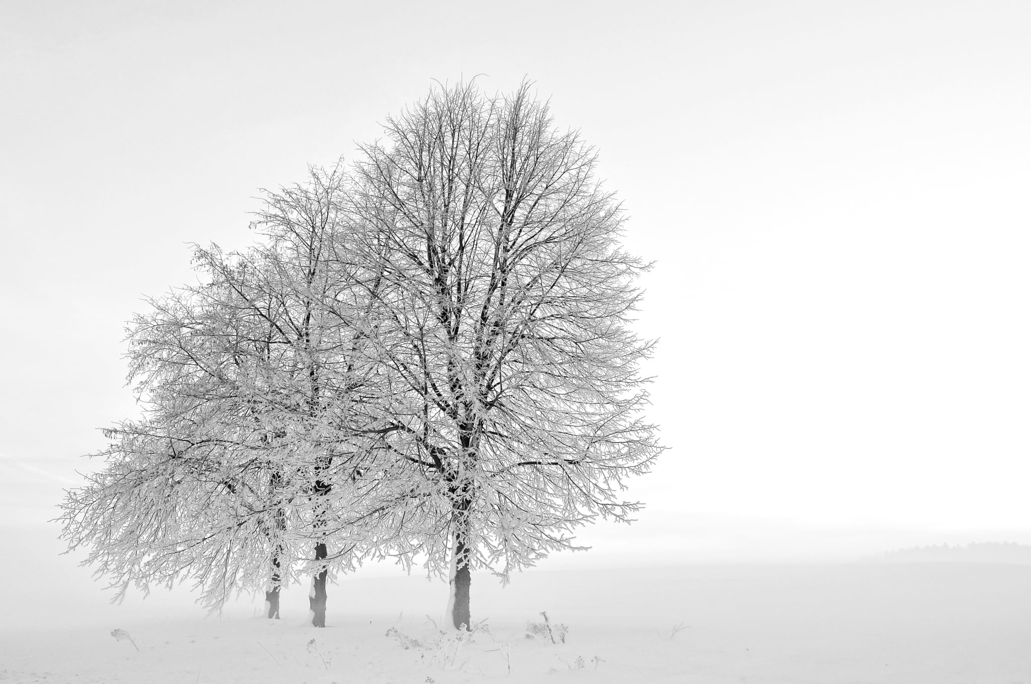 winter, snow, trees, fog