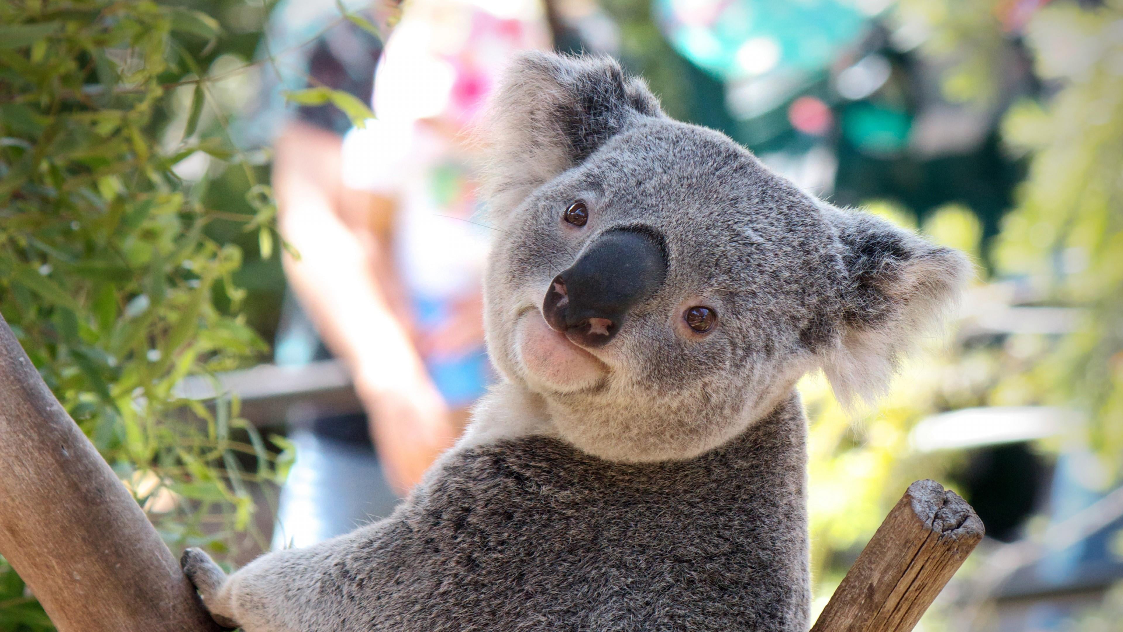 koala, mammal, fauna, marsupial, cute, snout, wildlife, fur