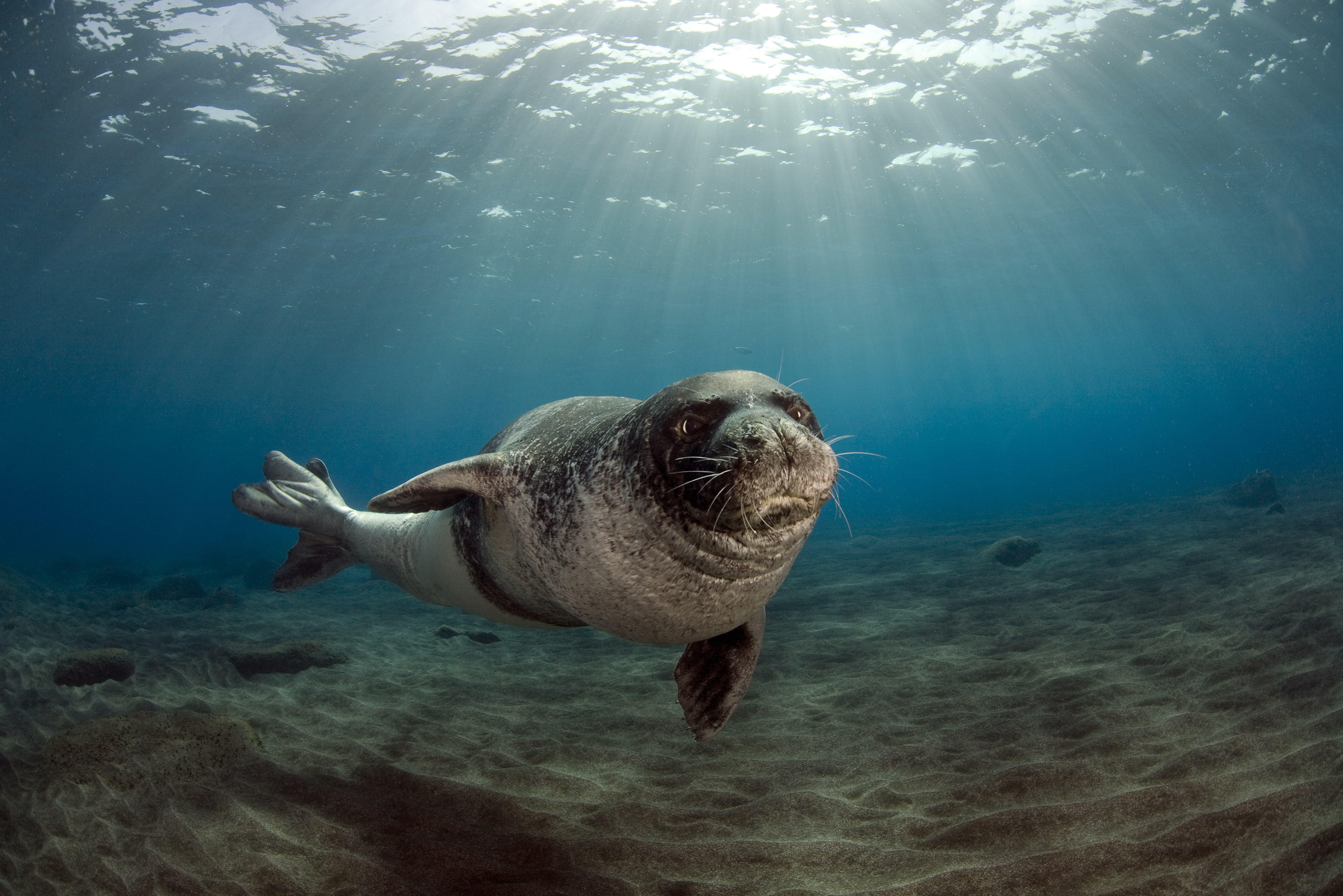black seal, Portugal, male, Monk seal (Monachus monachus, the archipelago of Madeira (Madeira)