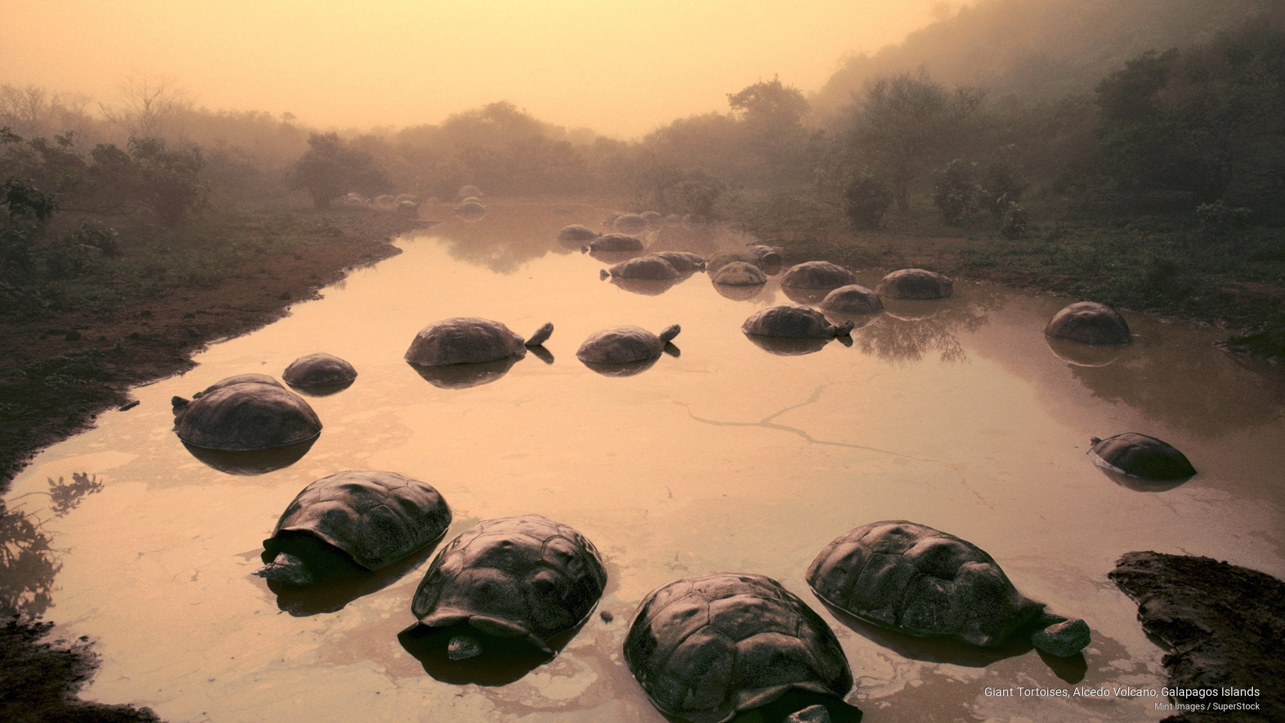 Free download | HD wallpaper: Giant Tortoises, Alcedo Volcano ...