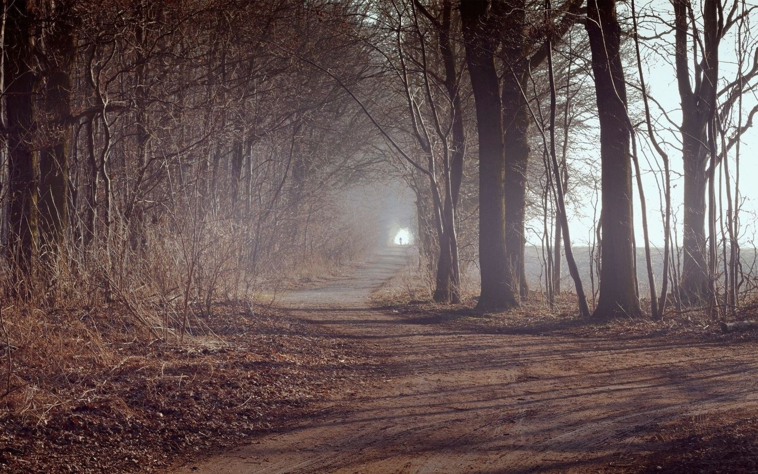 path, tree, forest, land, plant, tranquility, nature, direction