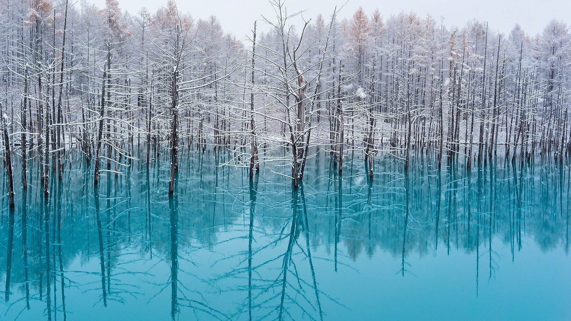 white trees, lake, nature, turquoise, water, snow, reflection