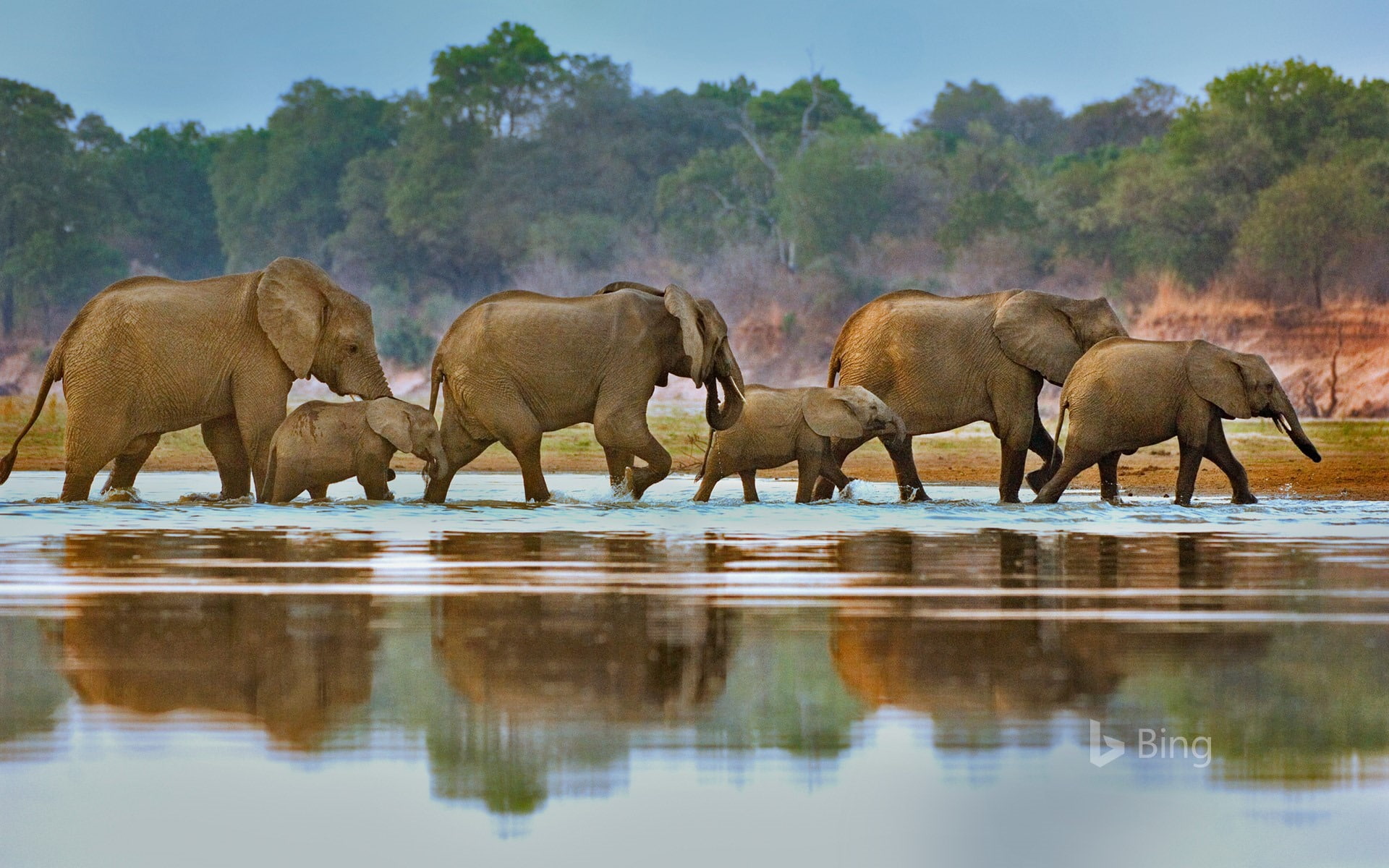 Zambia Elephants crossing Luangwa River-2017 Bing .., water, animal themes
