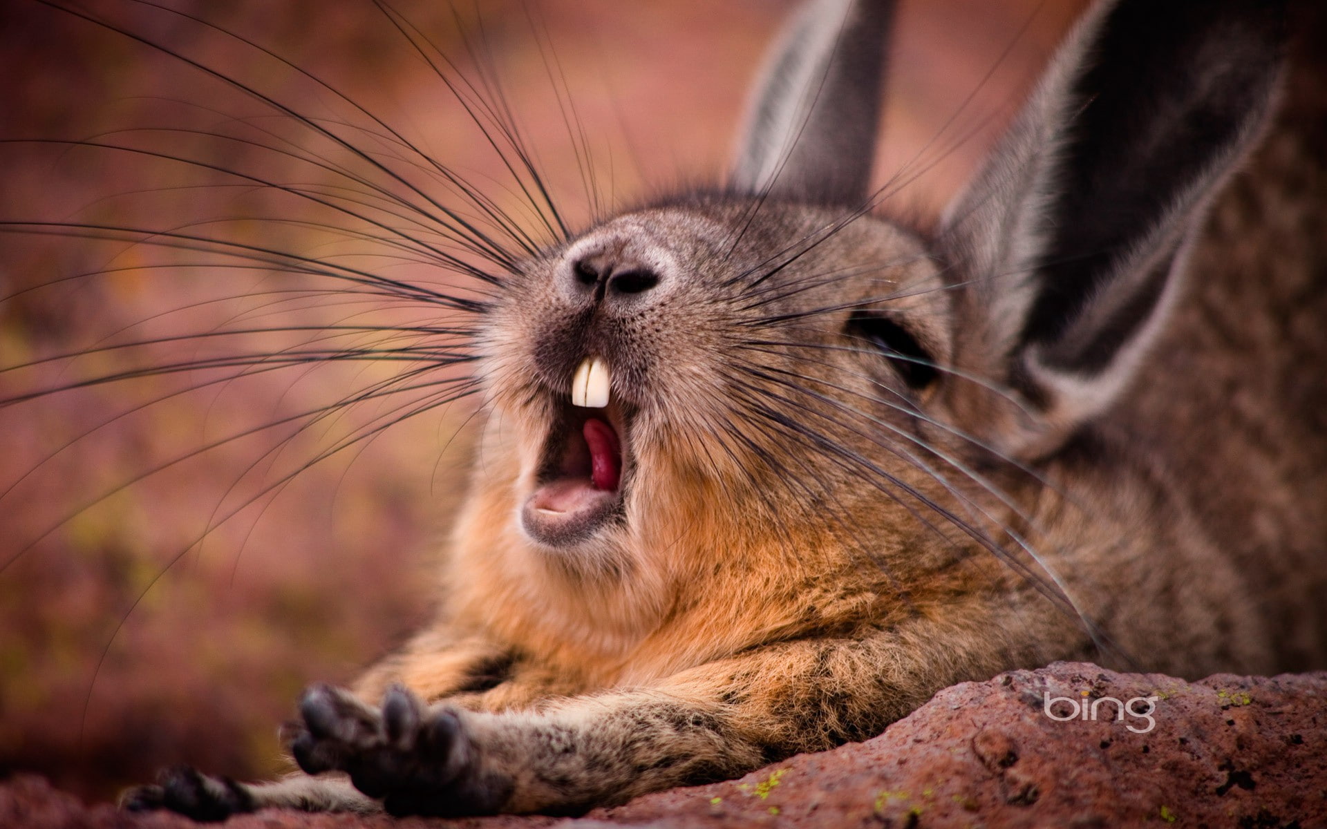 yawning, rabbits, animals