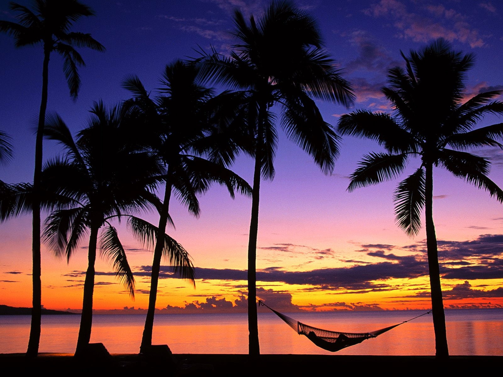 silhouette of coconut trees, fiji, palm trees, hammock, evening