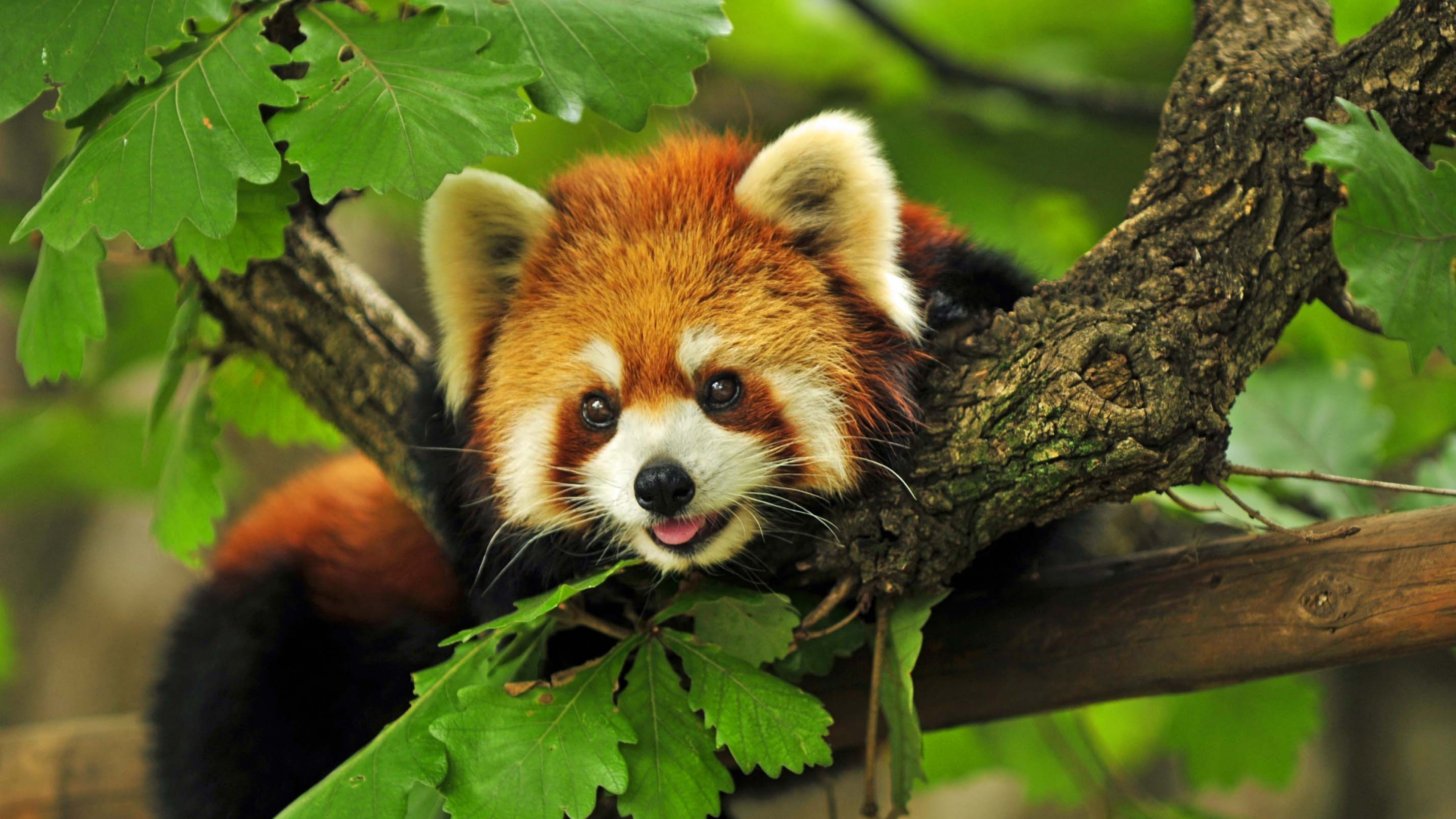 red panda, animals, nature