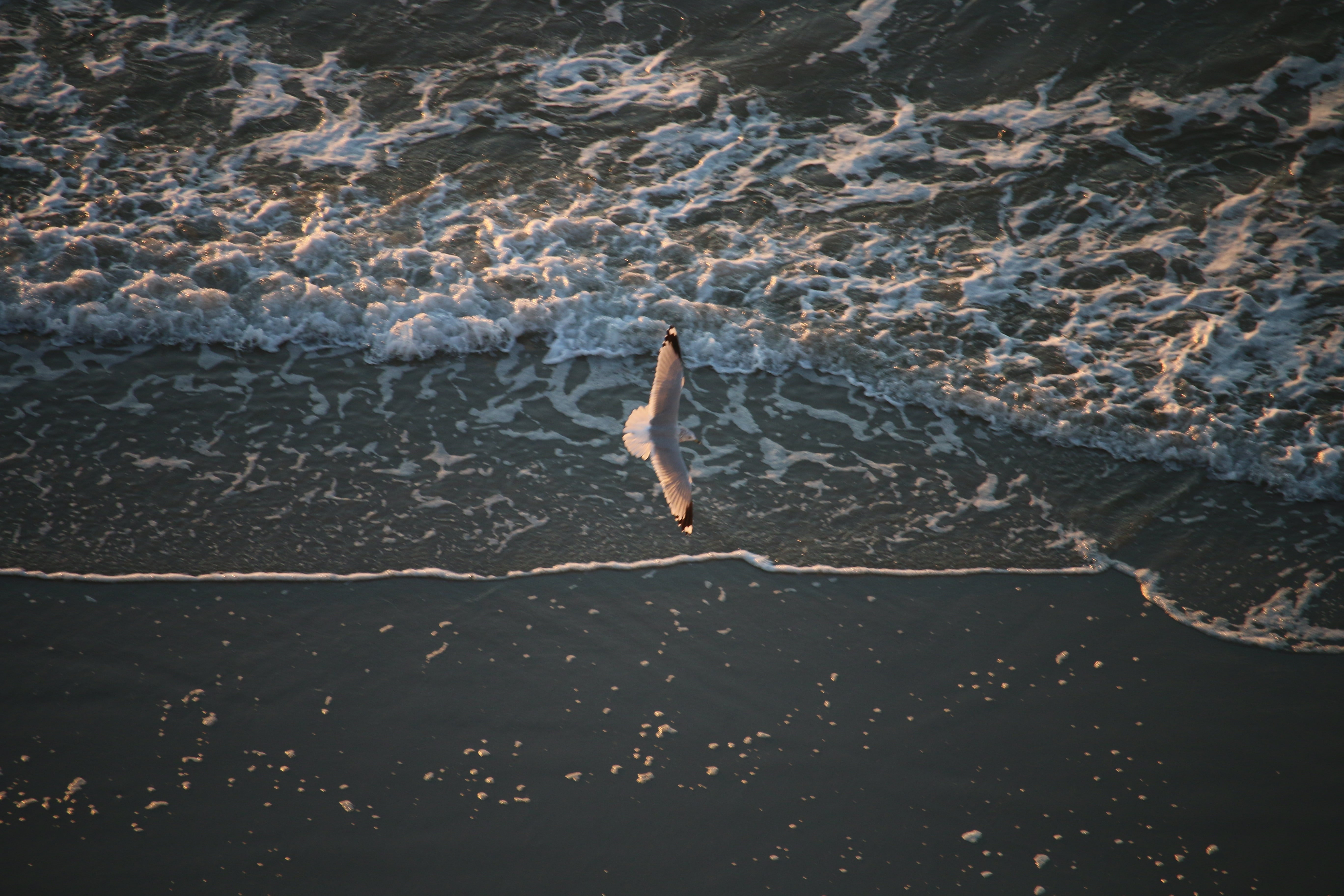 seagulls, waves, water, real people, nature, day, one person