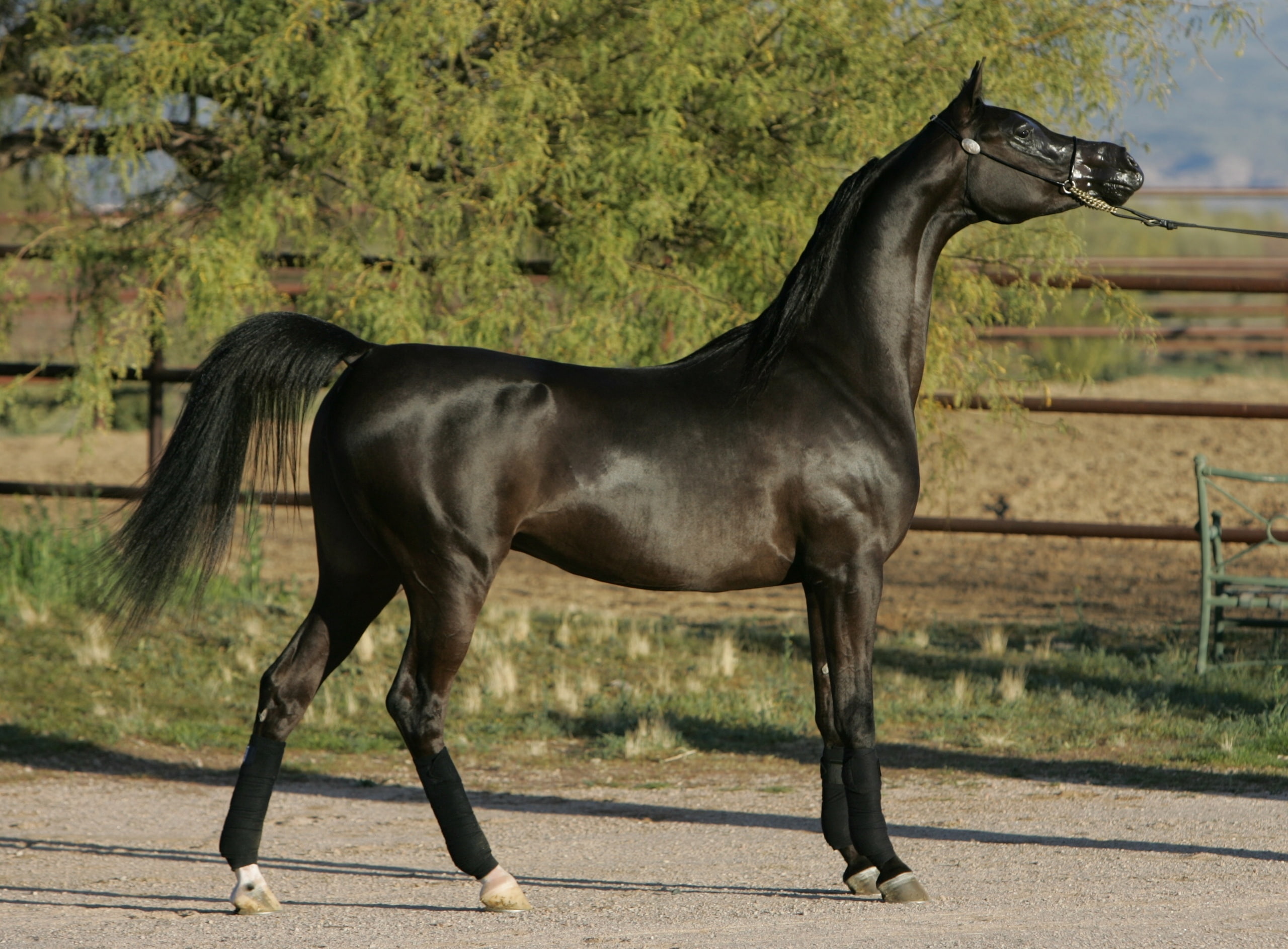 arabian, horse, stallion