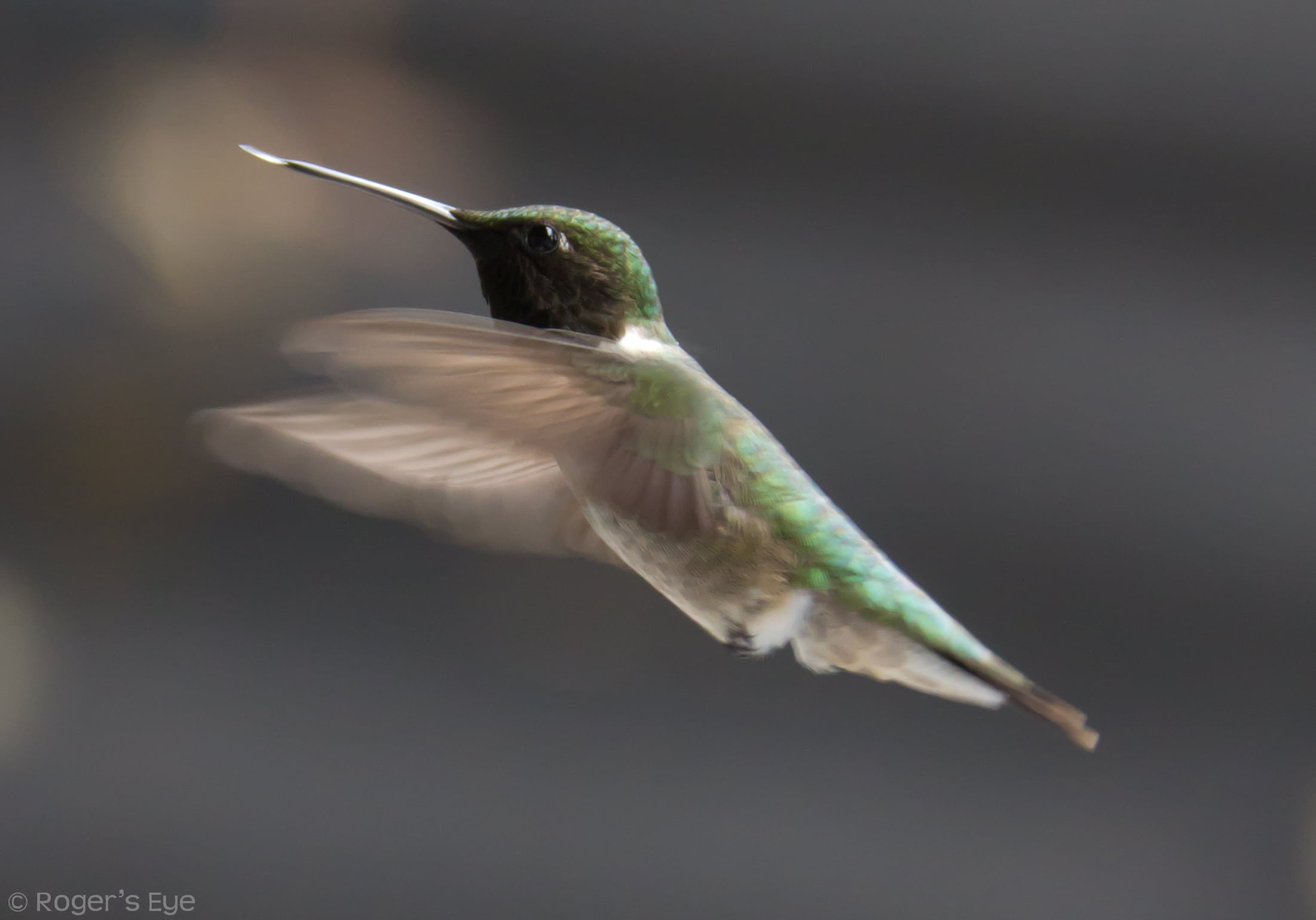 green and gray hummingbird, Cottage, humming  birds, haliburton
