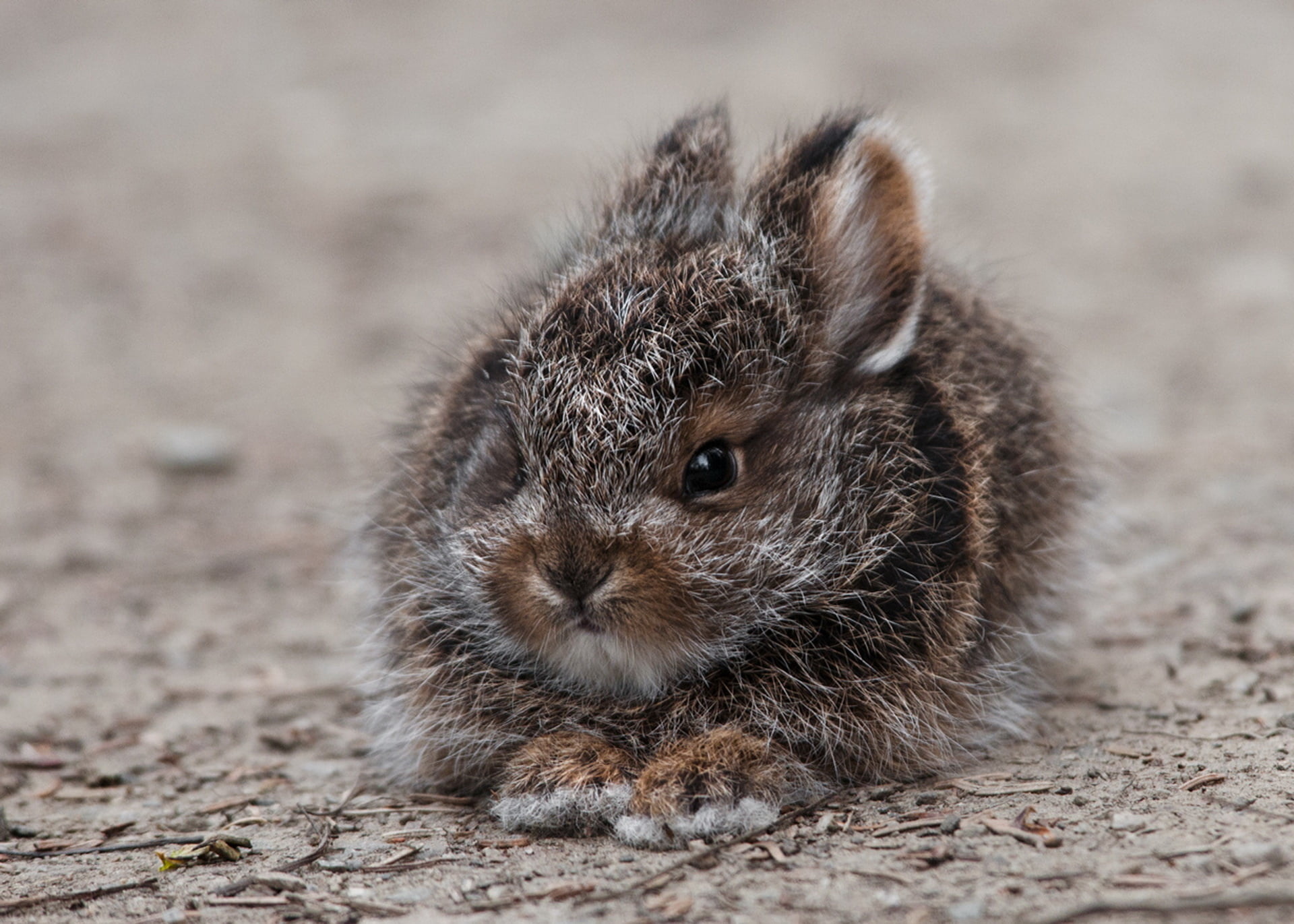 black and brown rabbit, hare, cute, fluffy, fright, animal, rodent