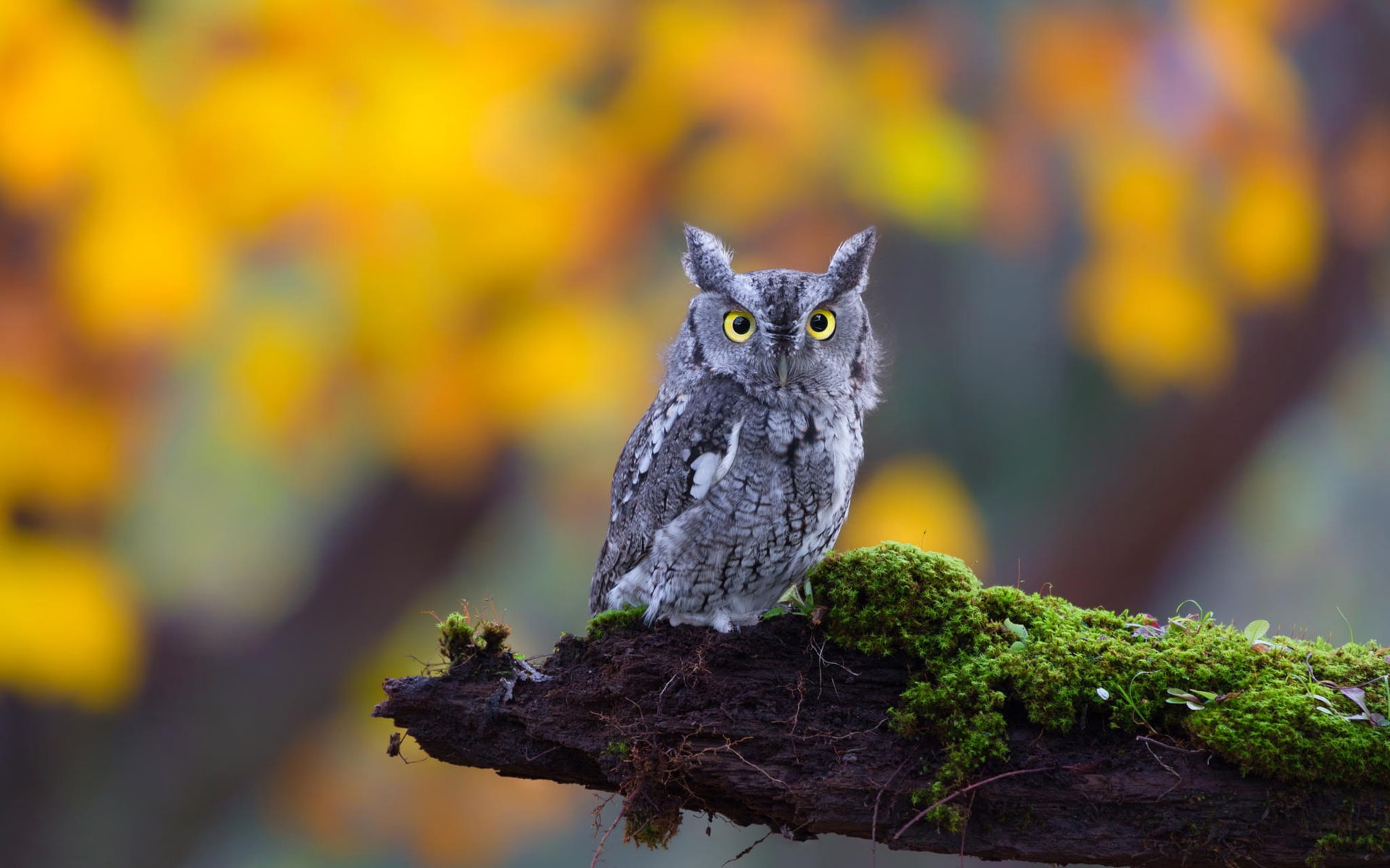 Cute little owl, moss, nature