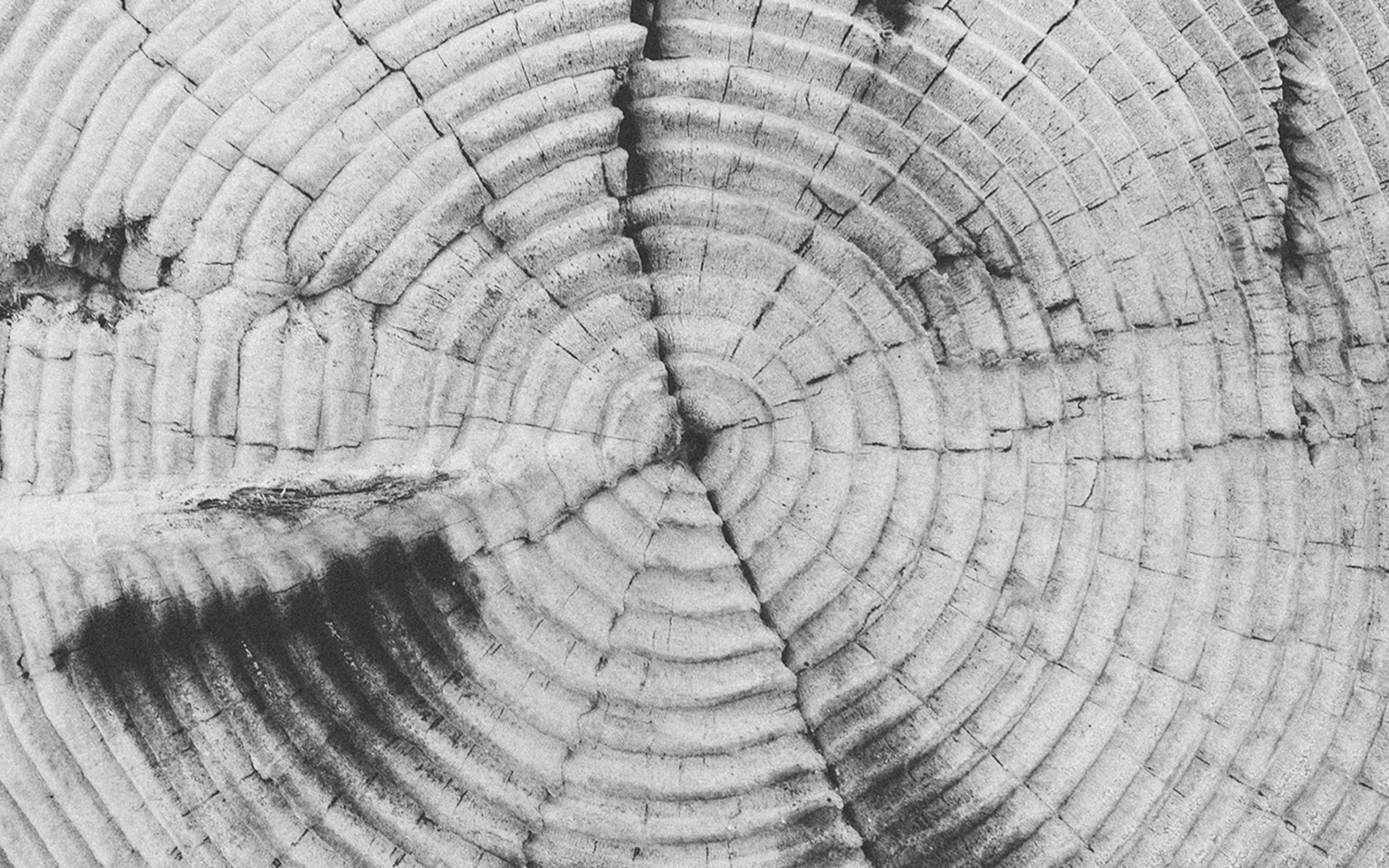 old, tree, texture, pattern, bw