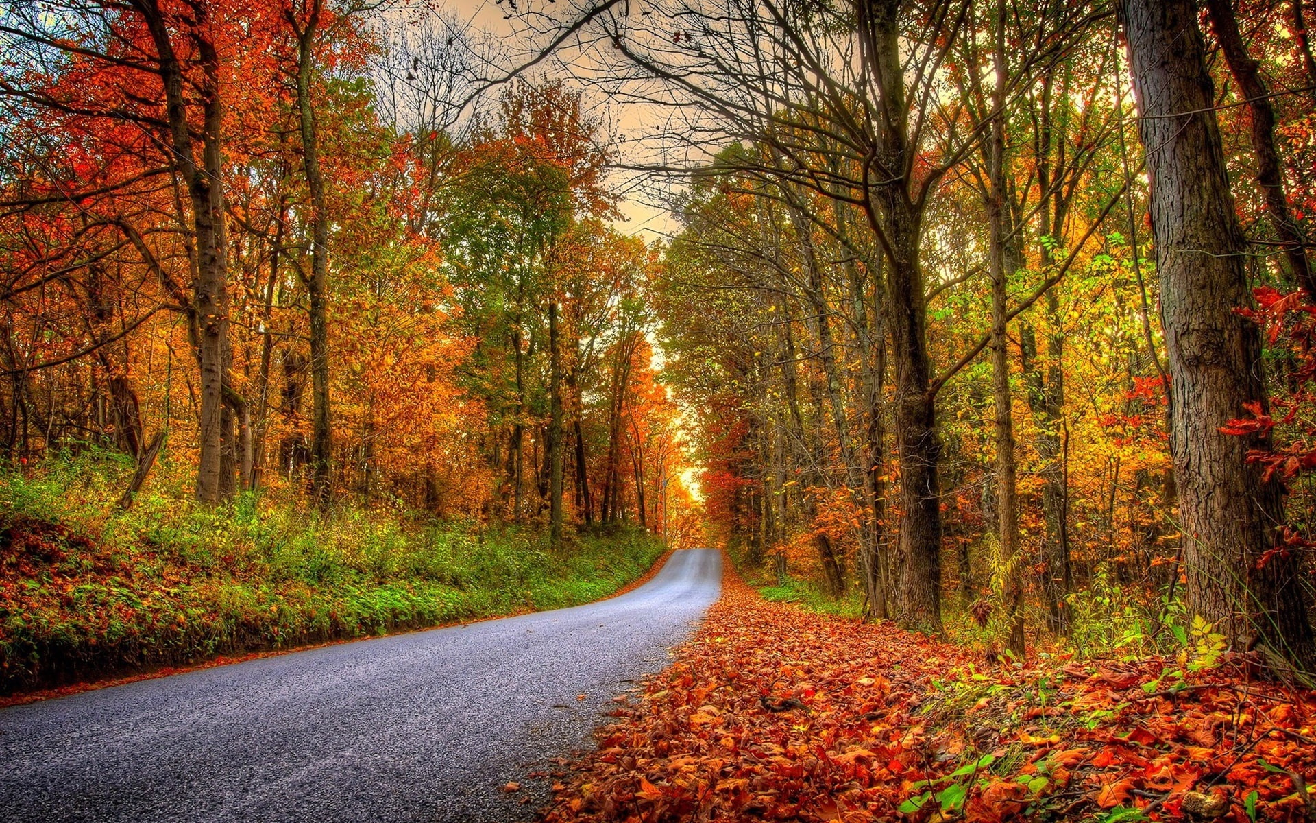 Forest, trees, leaves, colorful, road, autumn