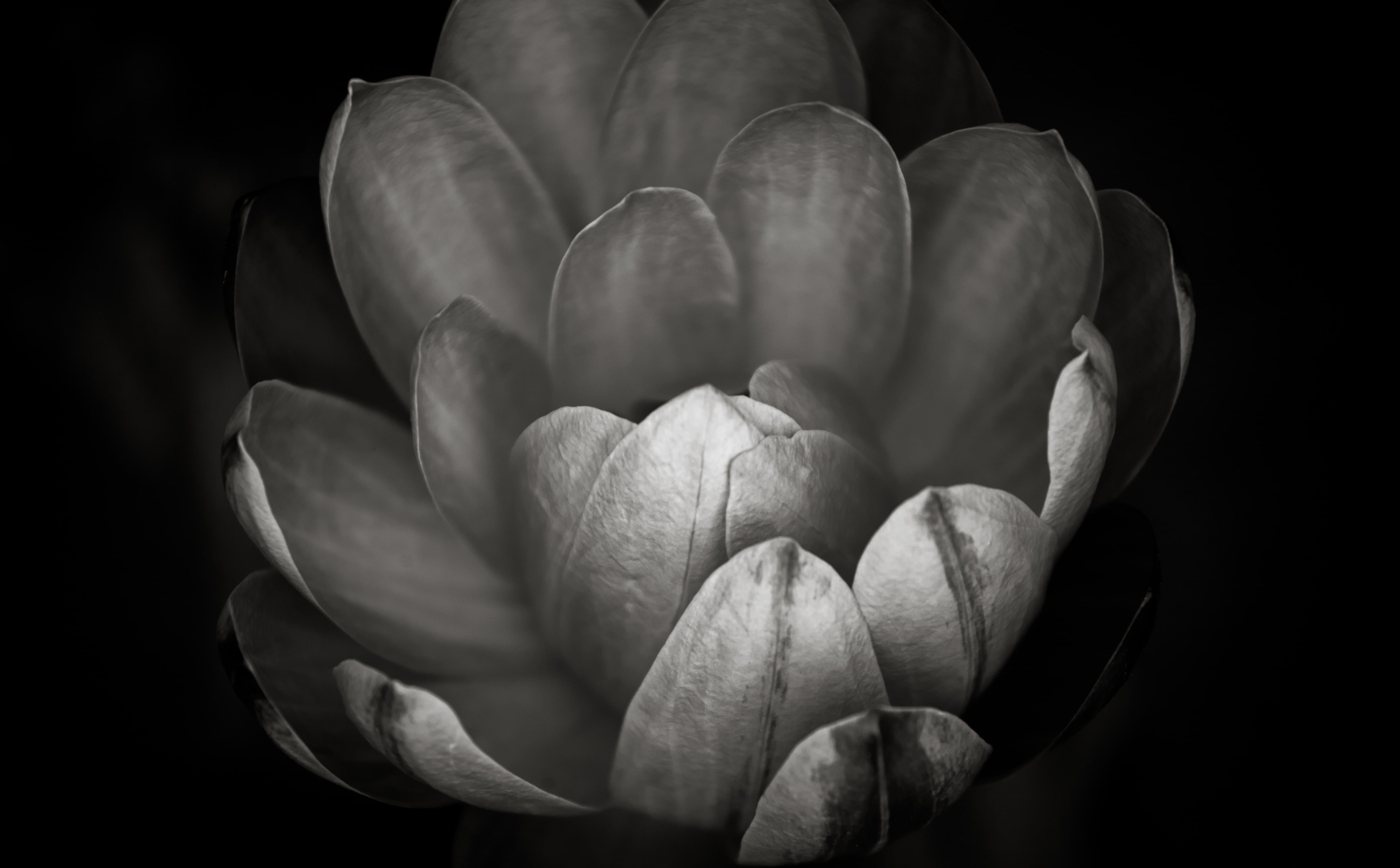 How Did You Know I Needed You So Badly, grayscale photography of flower