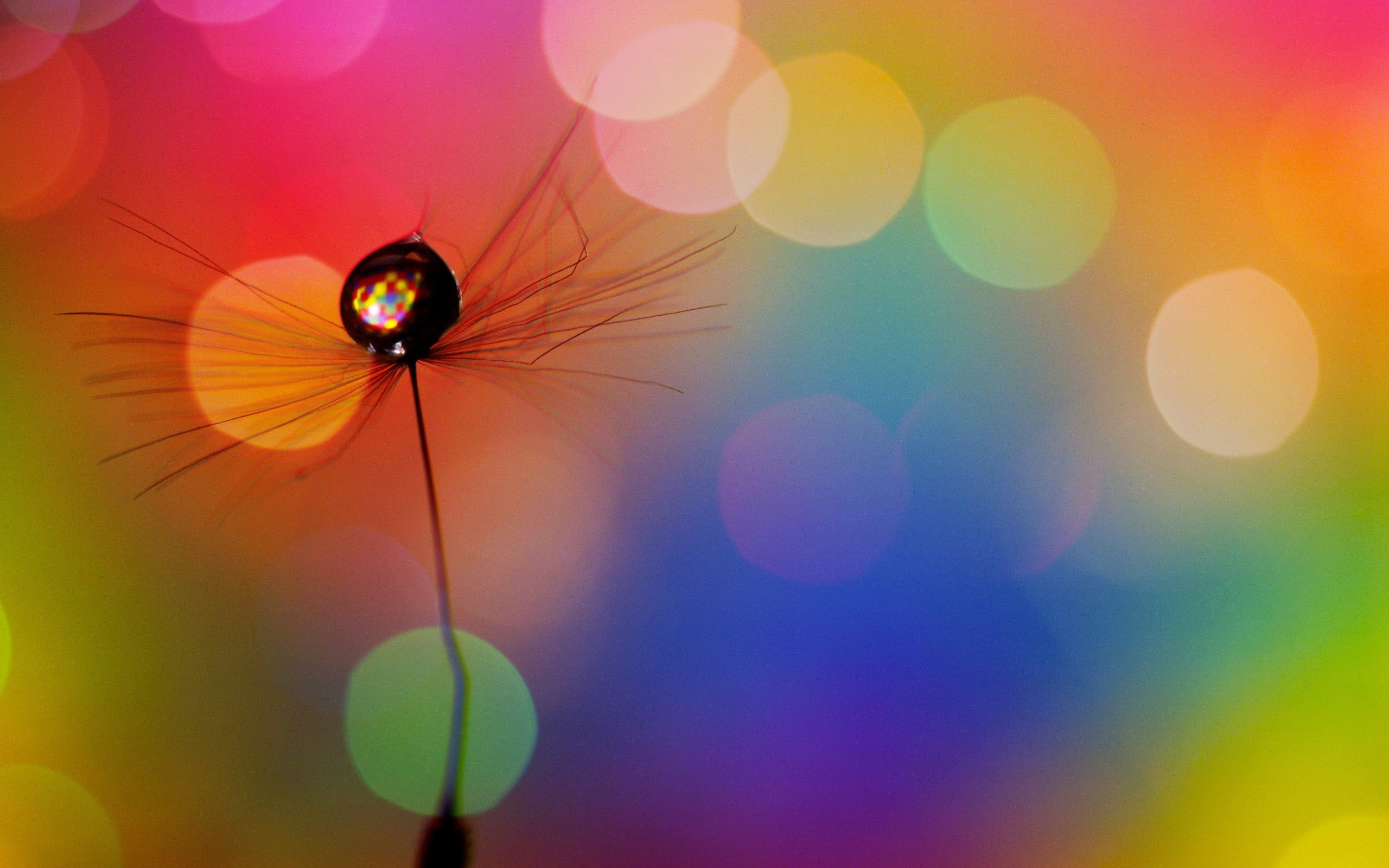 Dandelion, Drop, Multicolored, Spots, multi colored, close-up