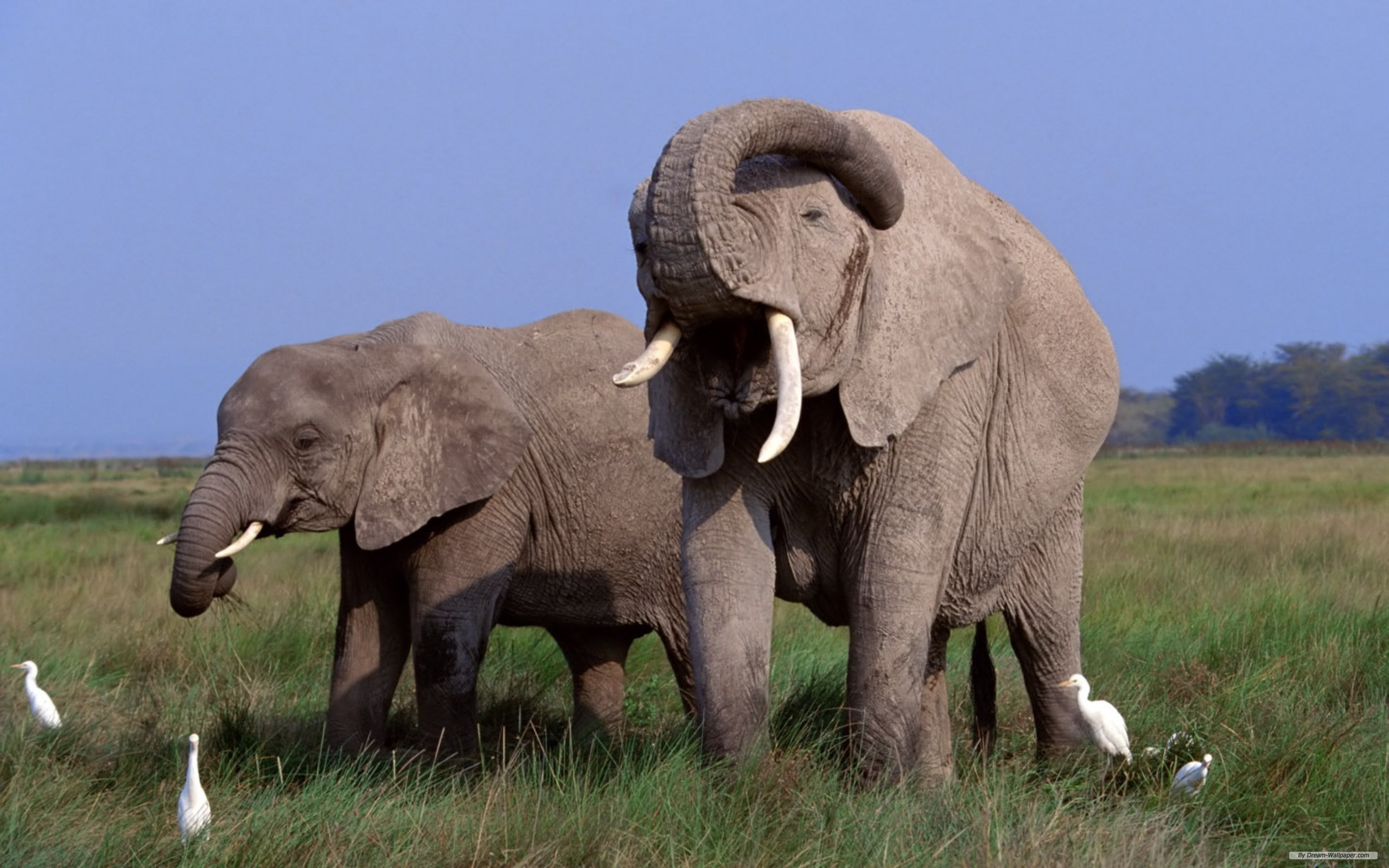 elephant