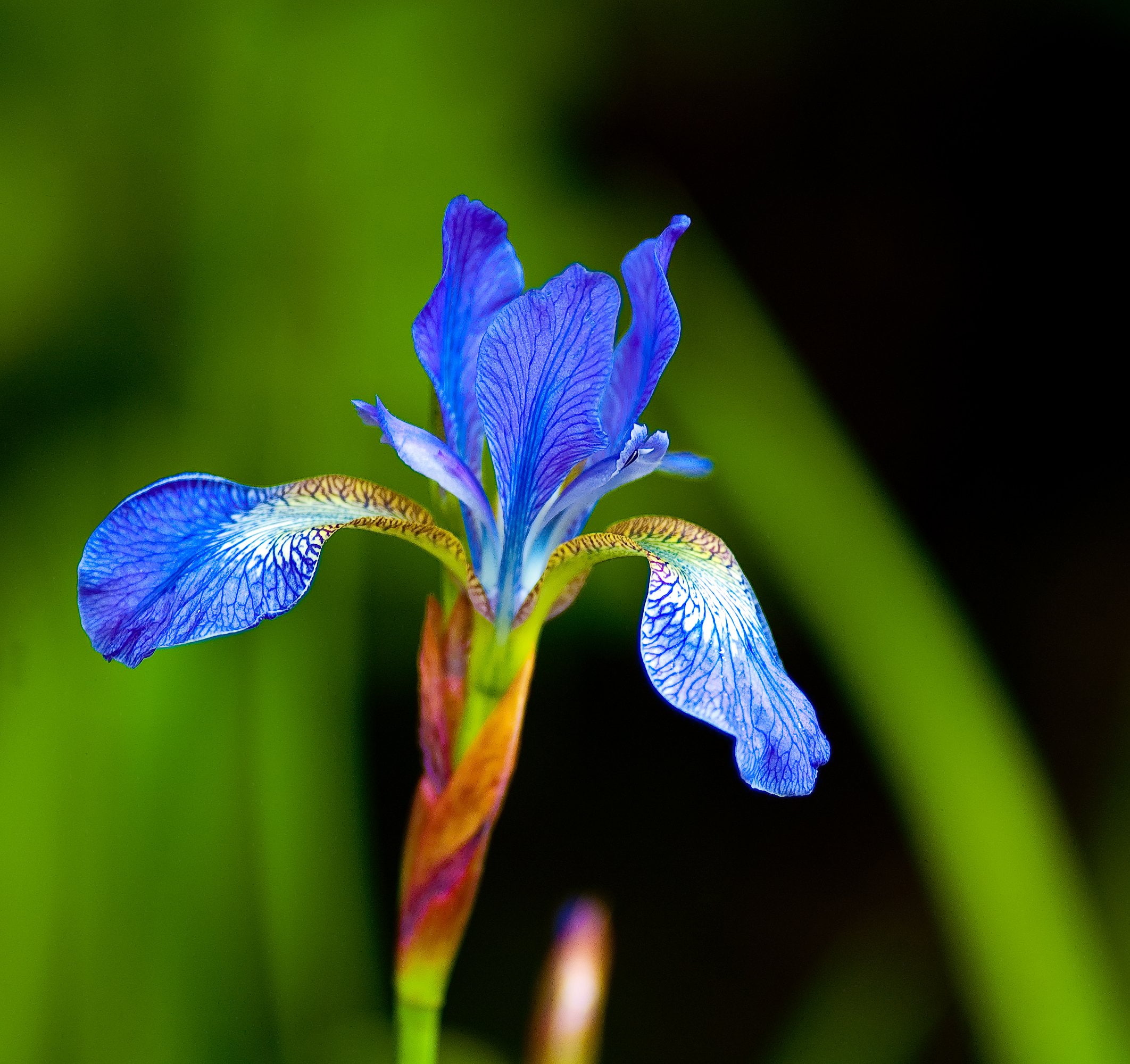 iris