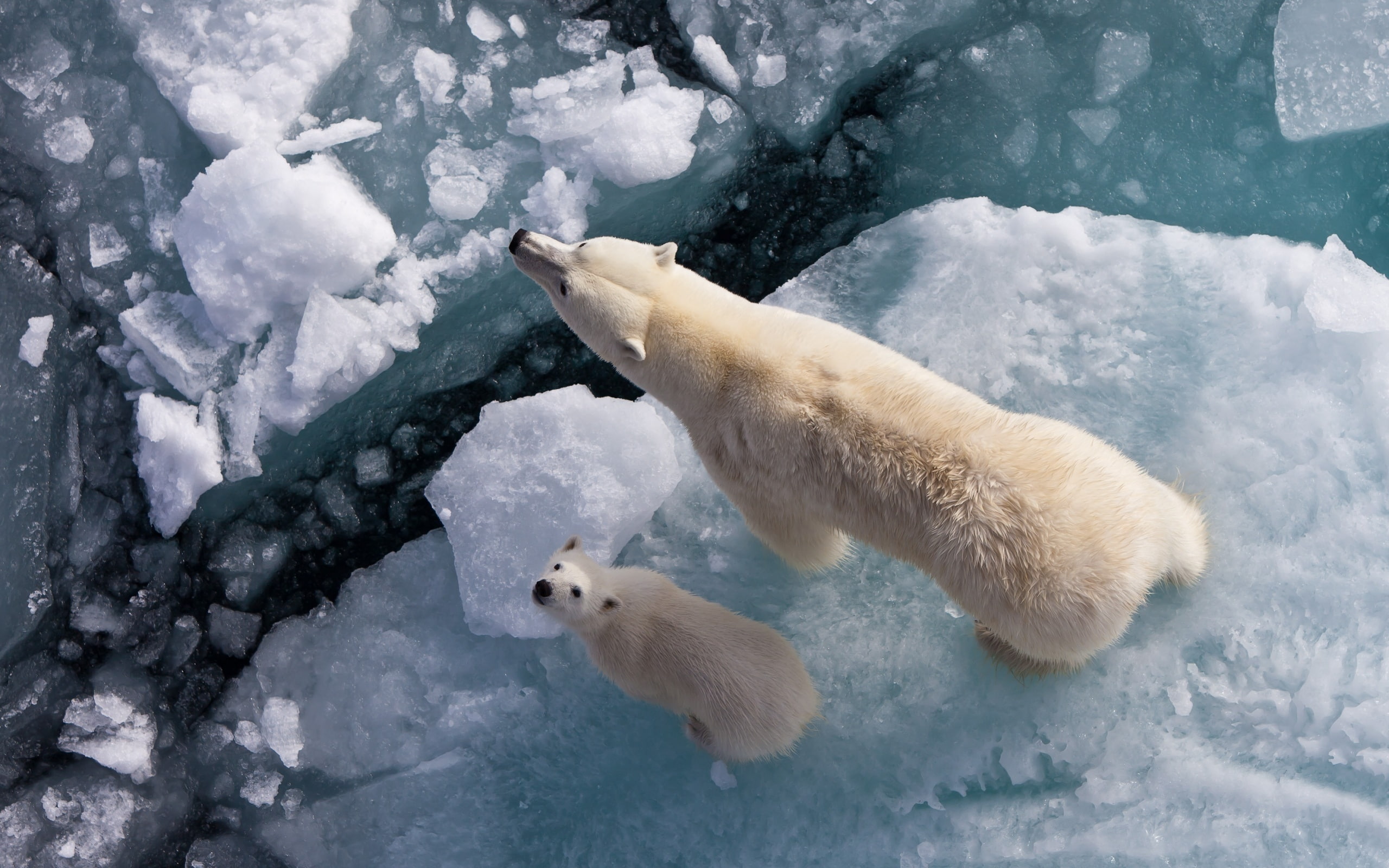 Polar Bears on Ice, polar bear, arctic