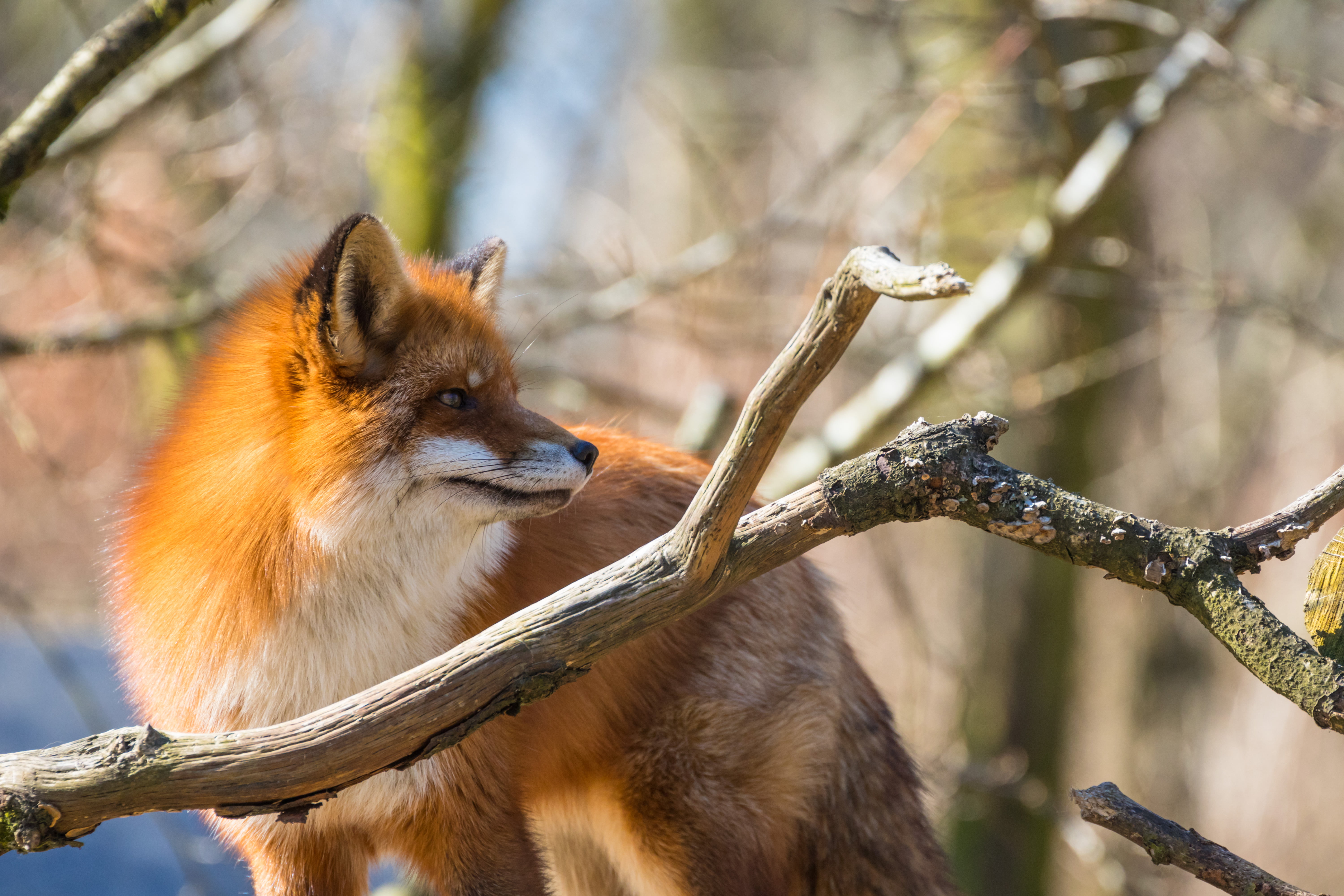 fox beside tree branch during daytime, fox, Skånes Djurpark