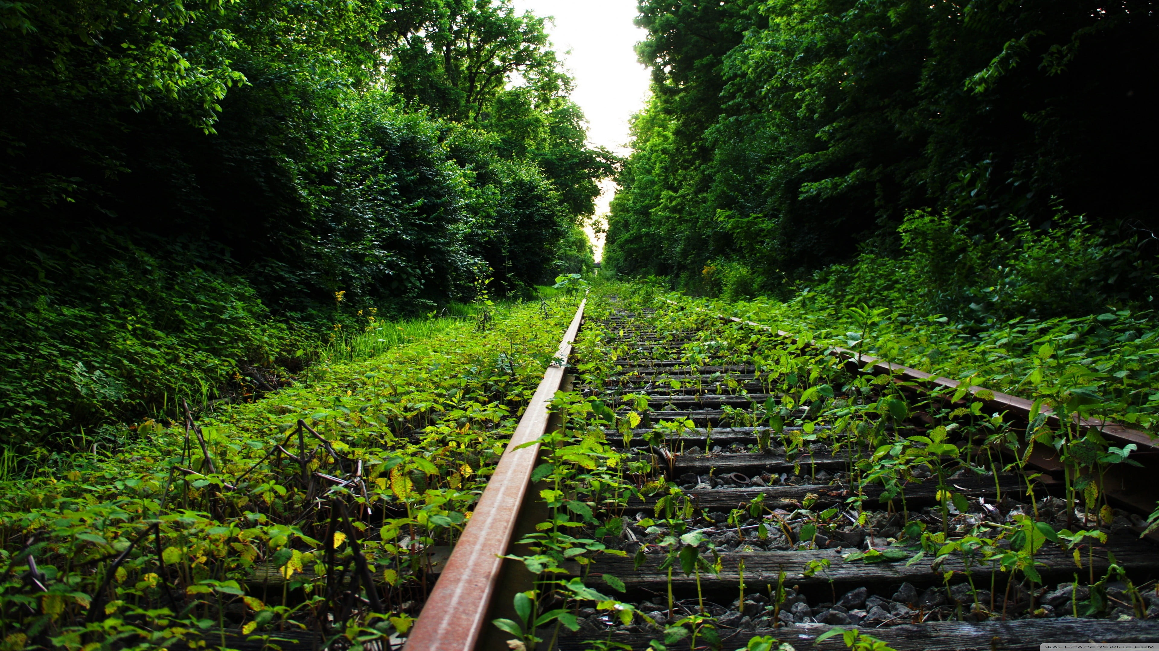 brown metal train rail, trees, railway, nature, plants, abandoned