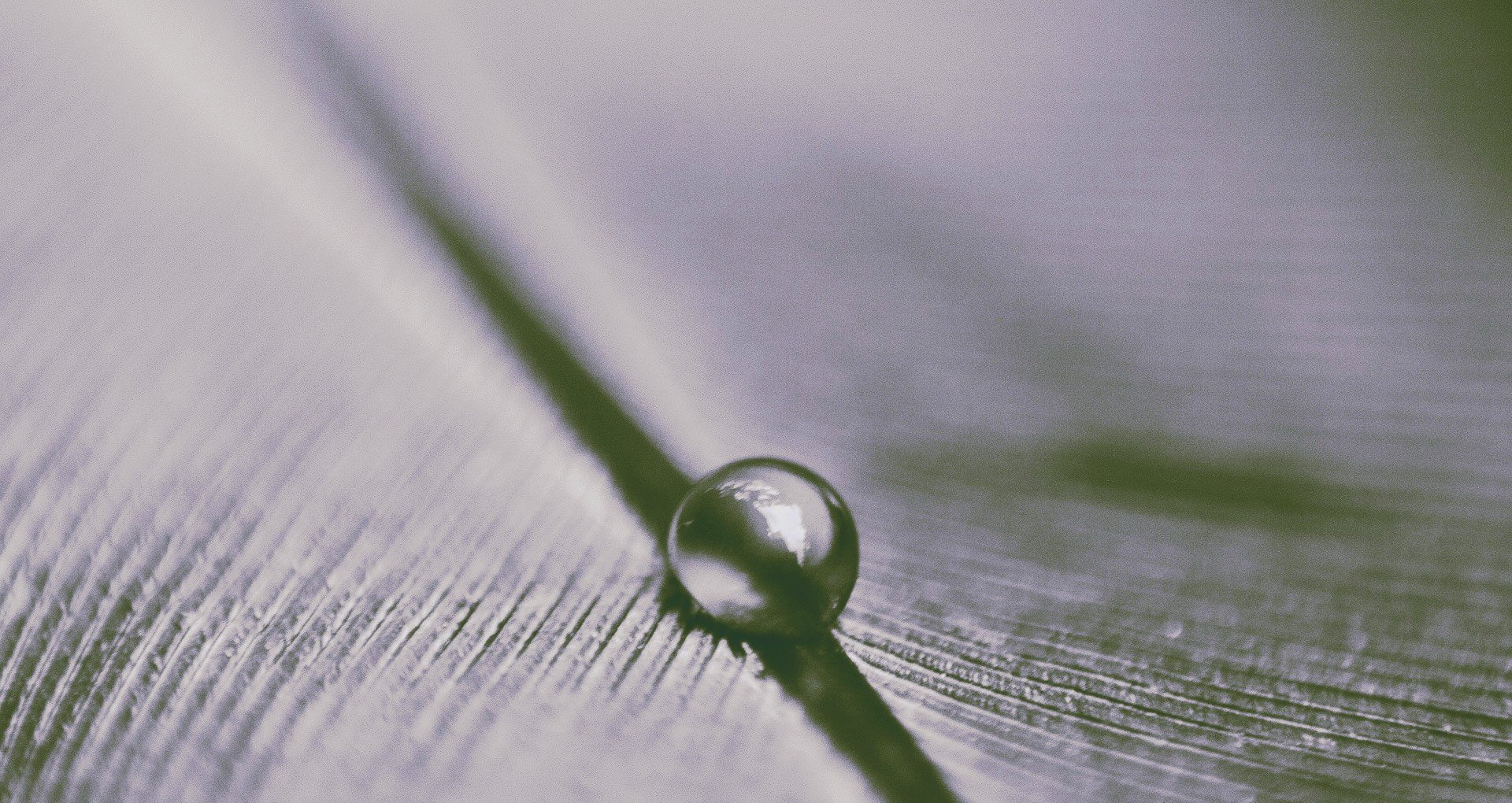 bubbles, selective focus, drop, close-up, no people, leaf, plant