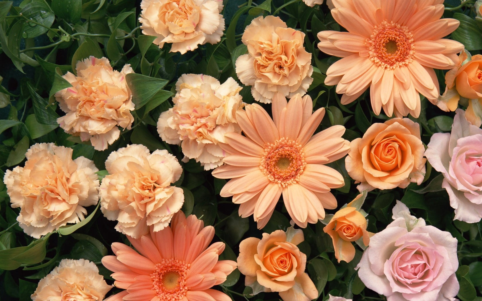 orange gerbera daisies, carnations, roses, bouquet, delicate