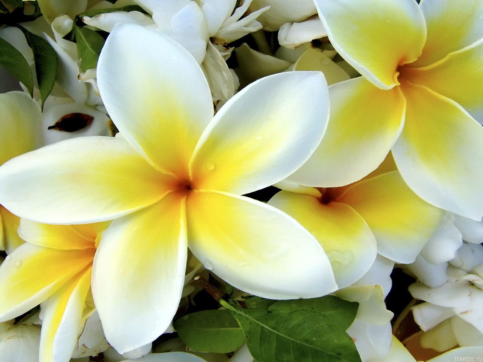 White Yellow Flowers, white plumeria