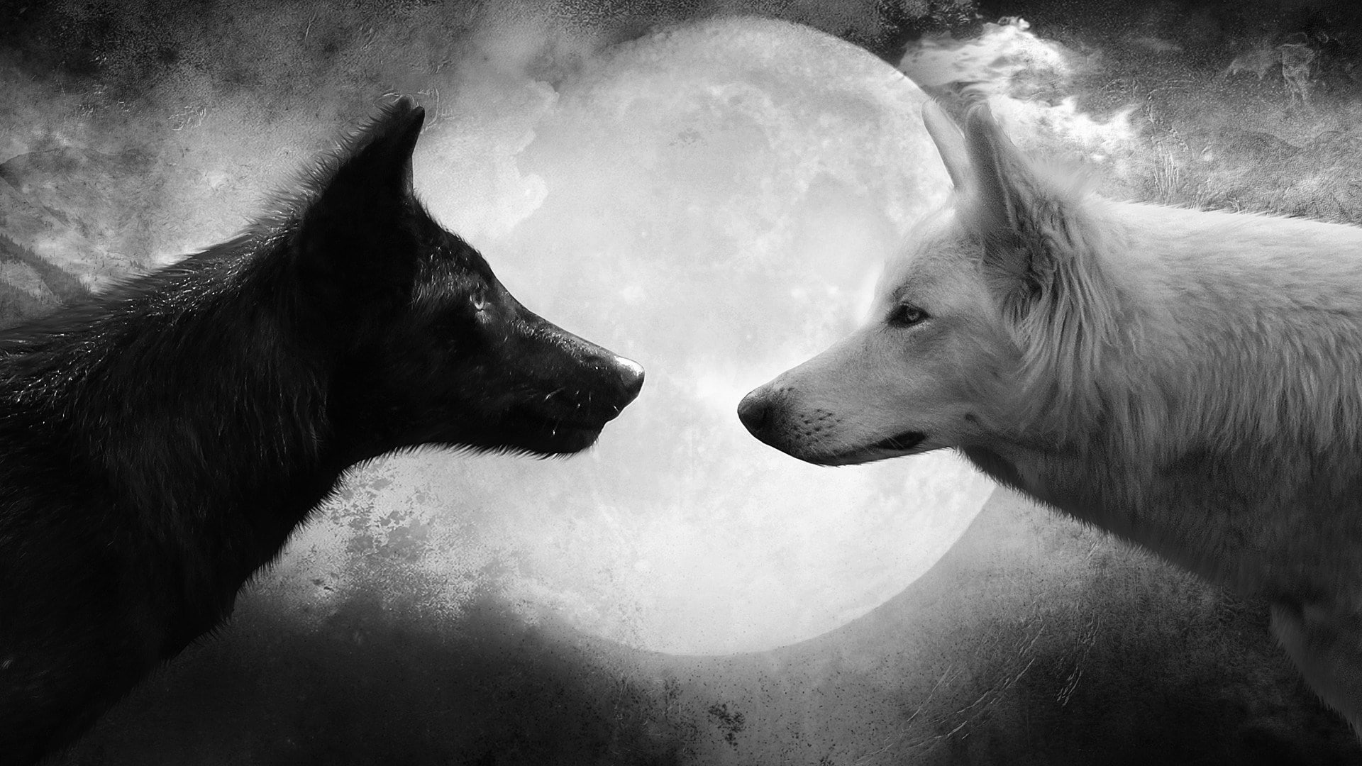 wolf