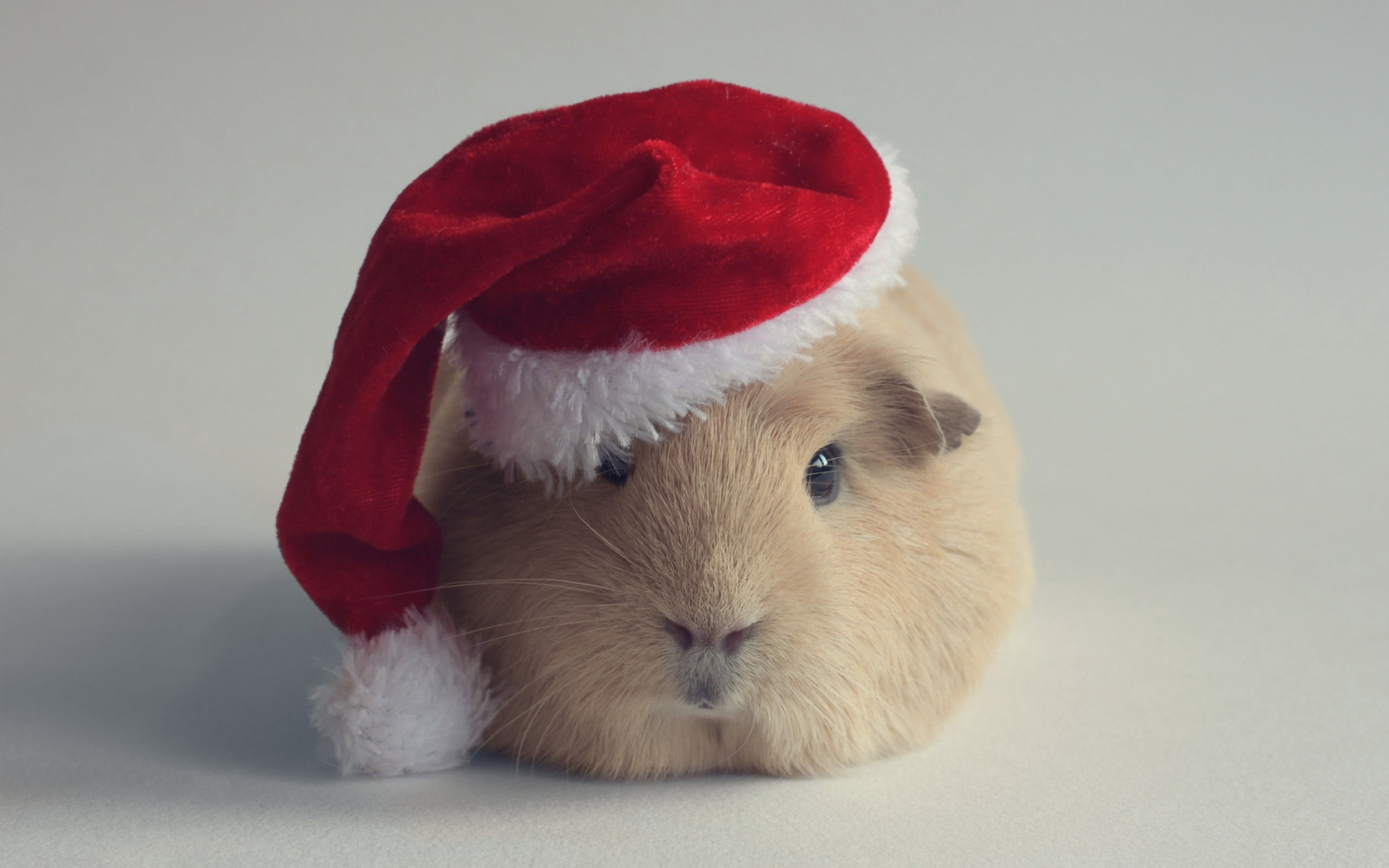 beige guinea pig, hat, new year, christmas, red, cute, holiday