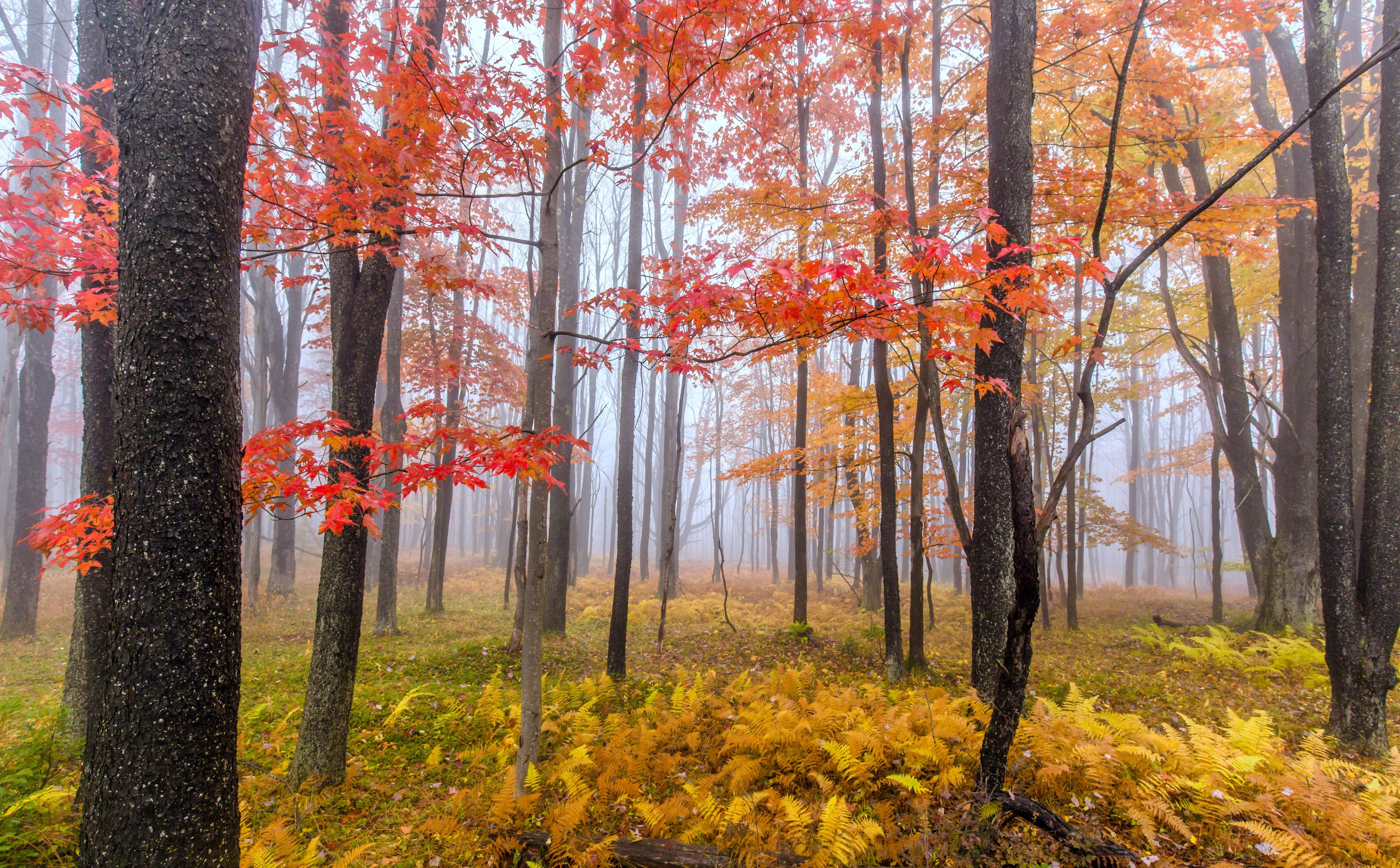 Foggy Afternoon, orange and brown leafed trees, Seasons, Autumn