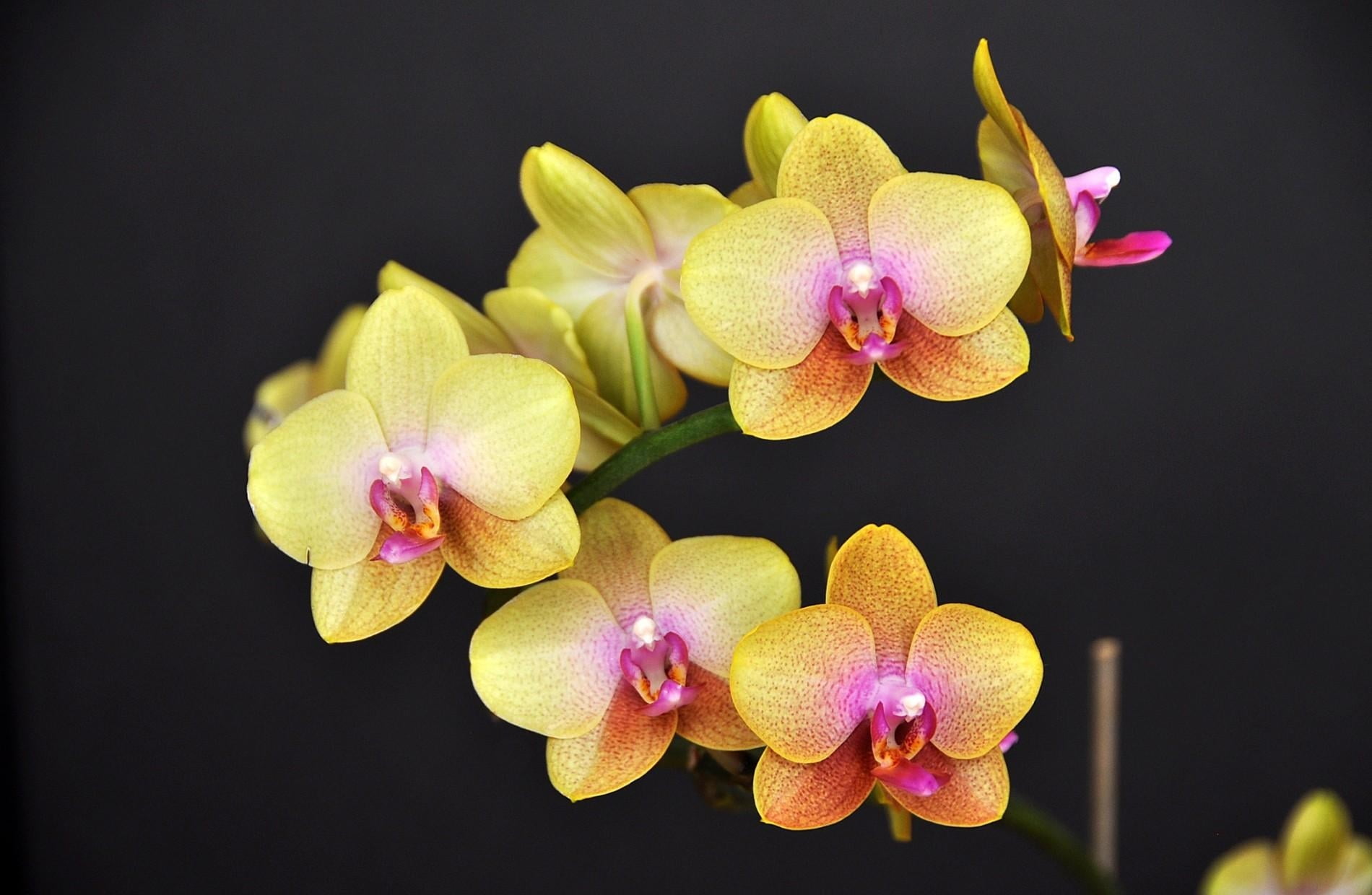 yellow and pink moth orchid, flower, twig, black background, nature