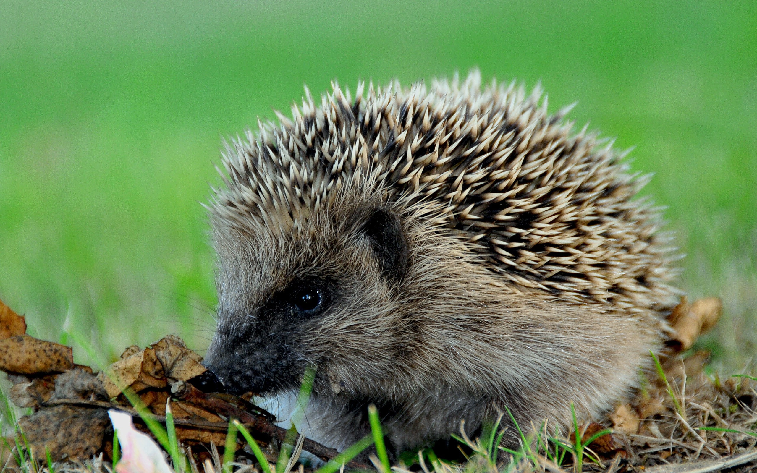 animals, Hedgehogs
