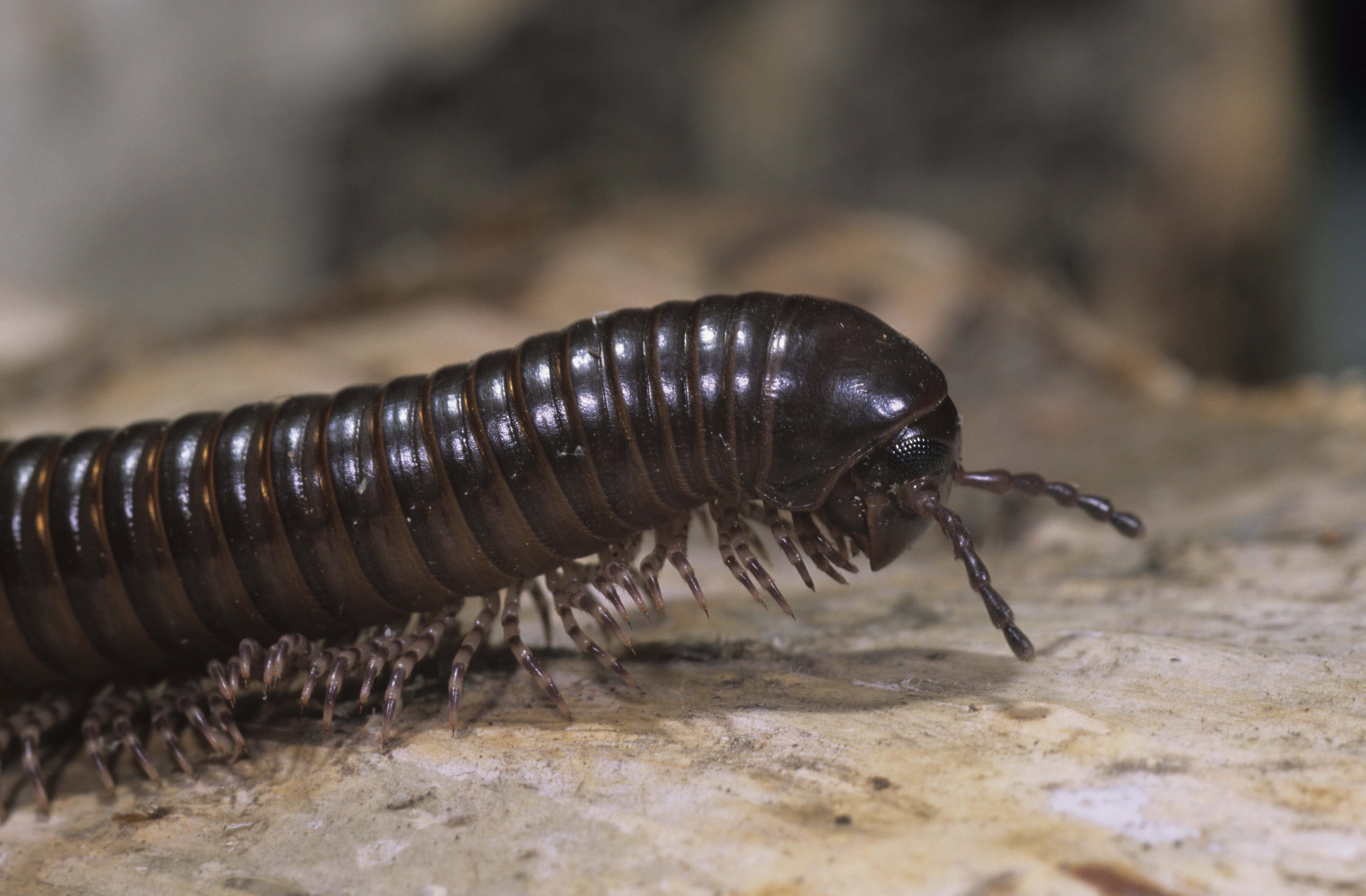 black millipede, centipede, close up, face, insect, animal, wildlife