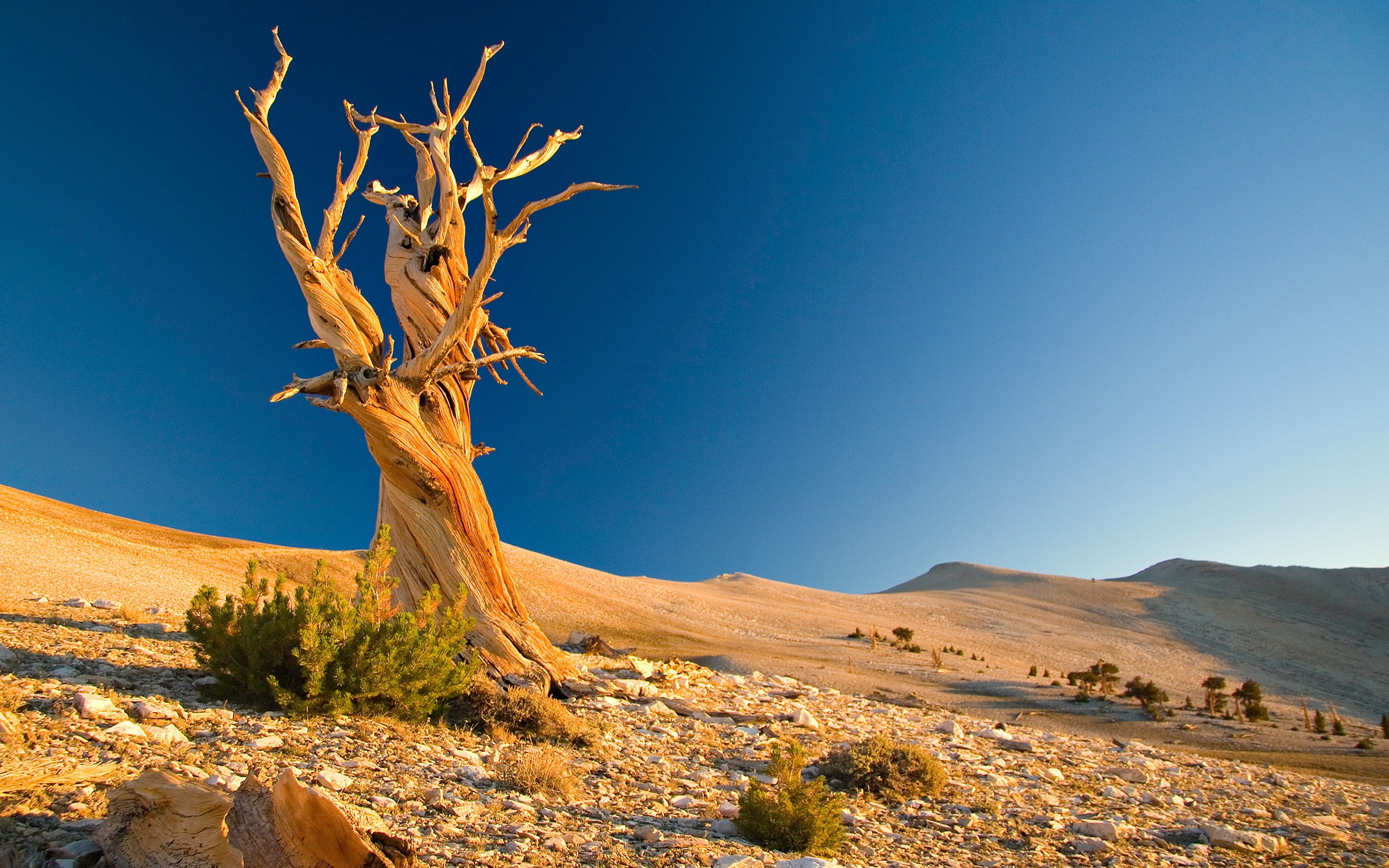 desert, landscape, scenics - nature, environment, tree, sky