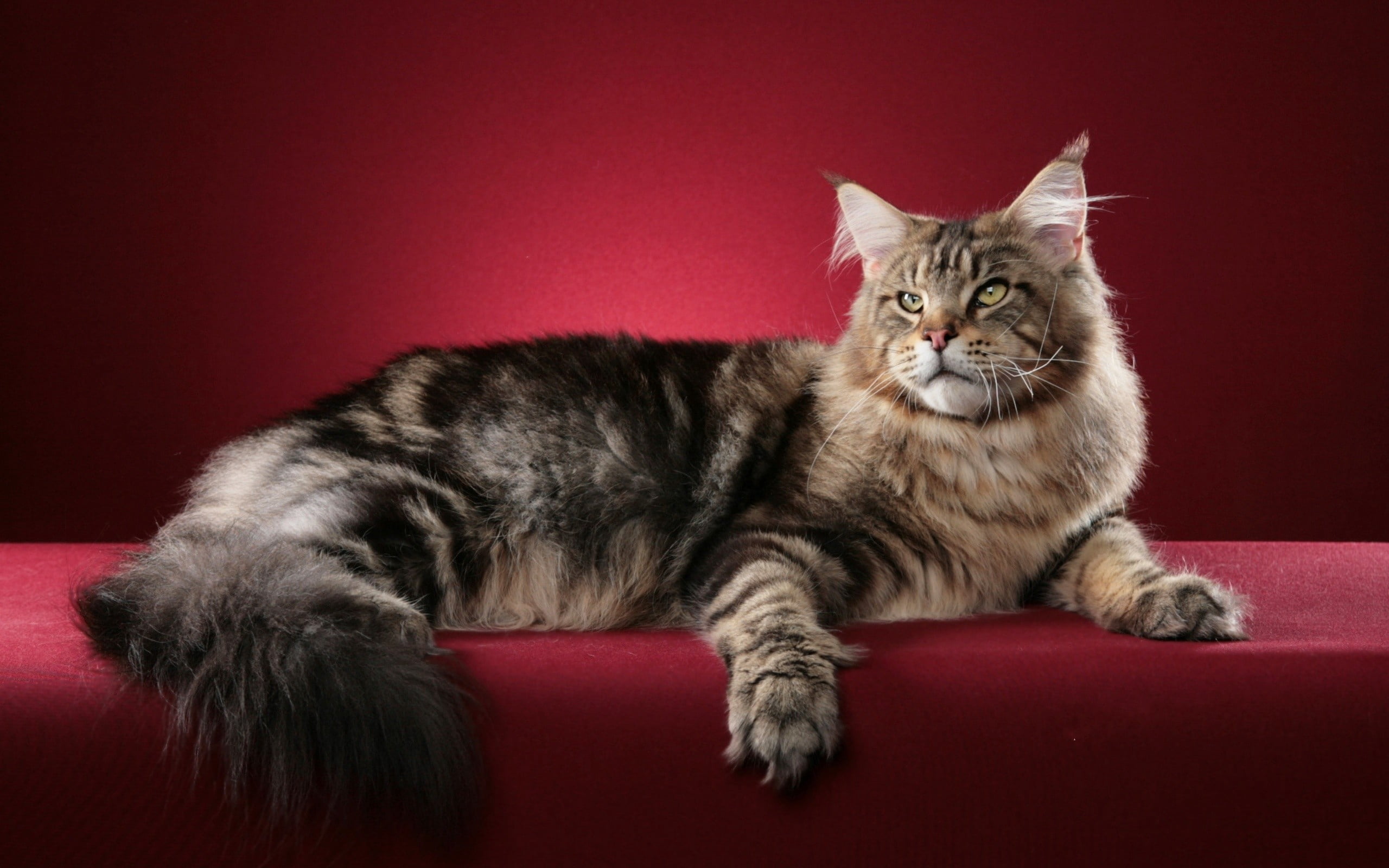 black and brown maine coon, cat, fluffy, domestic Cat, pets, animal
