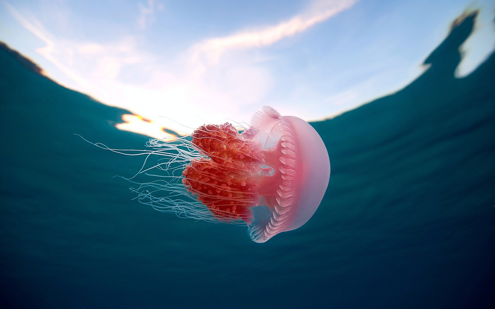 jellyfish