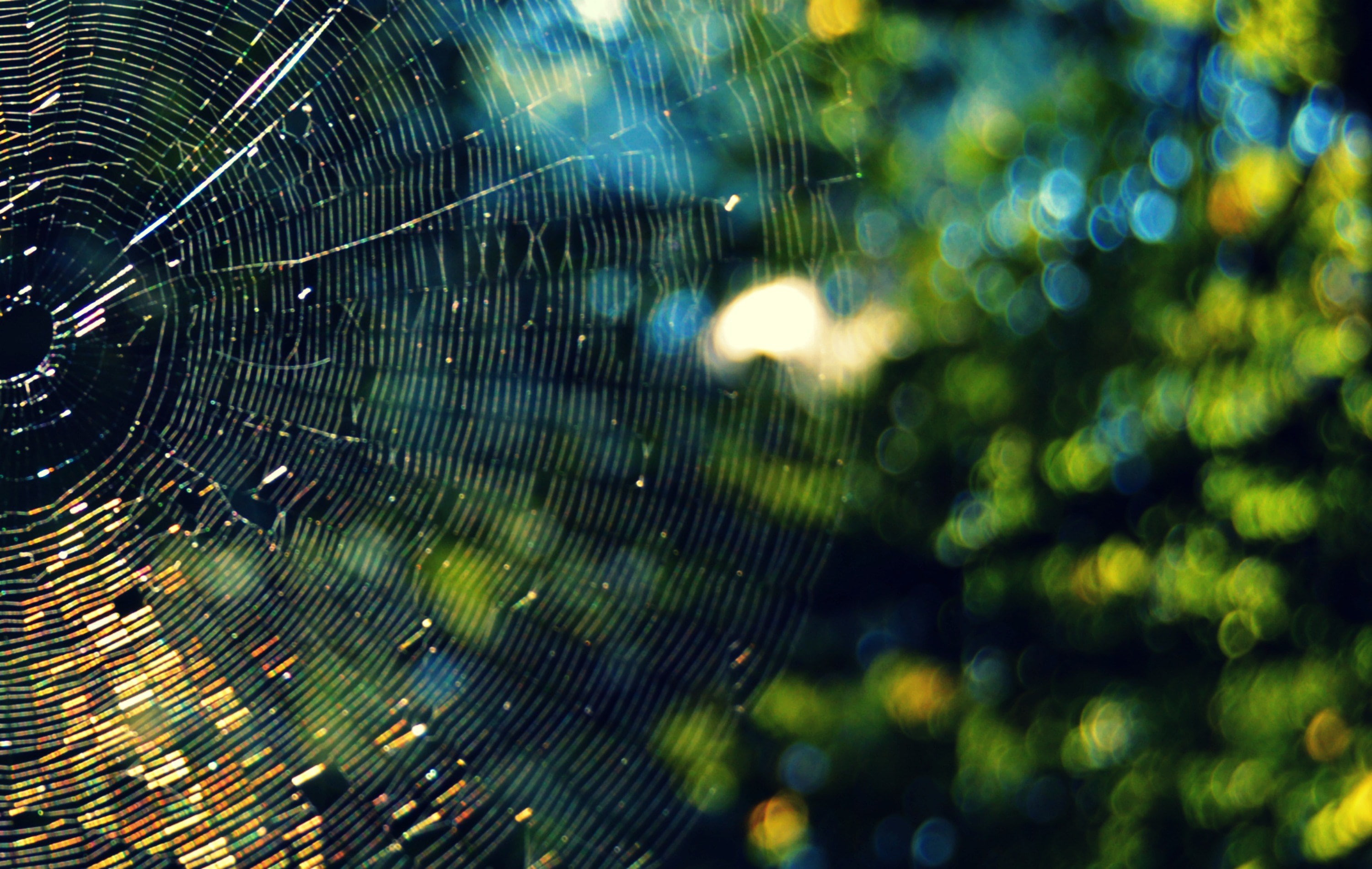 spider web, focus on foreground, vulnerability, fragility, close-up