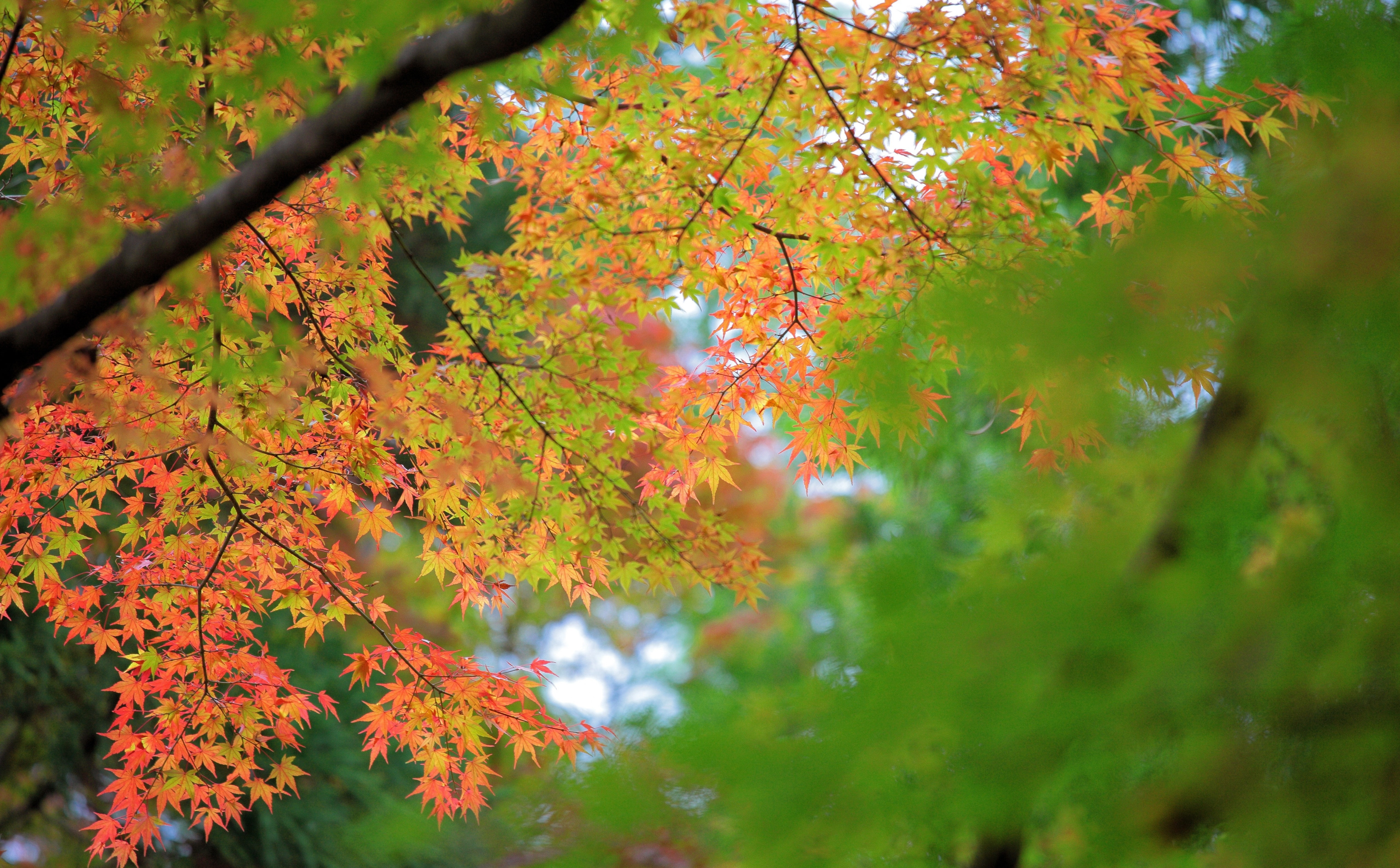 Maple, Autumn, Seasons, Leaves, Forest, Japan, Woods, Fall, canon