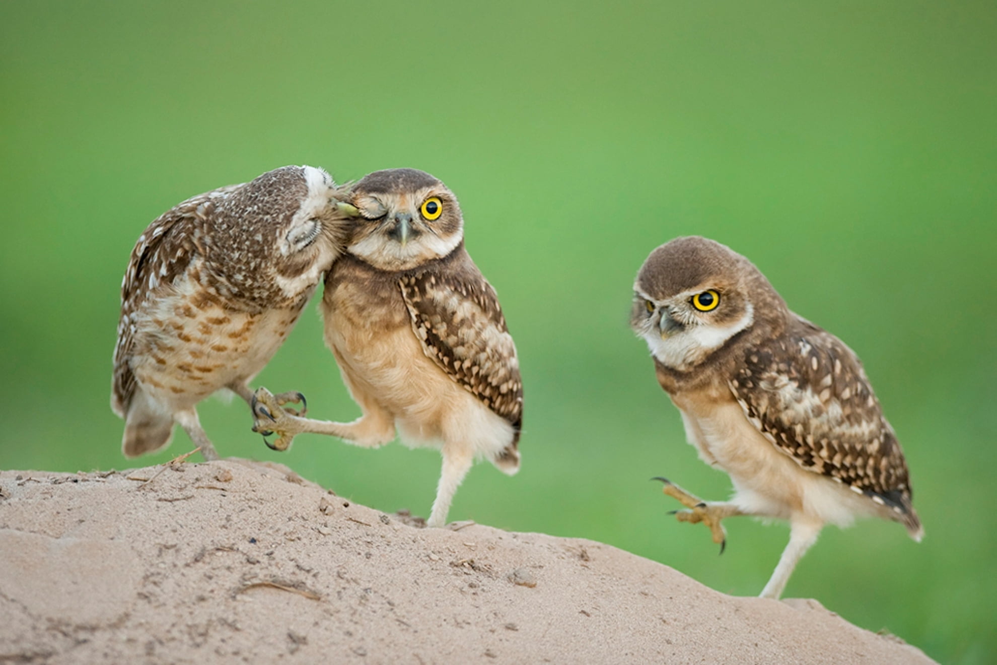 three brown owls, eyes, Chicks, owlets, bird, animal, nature