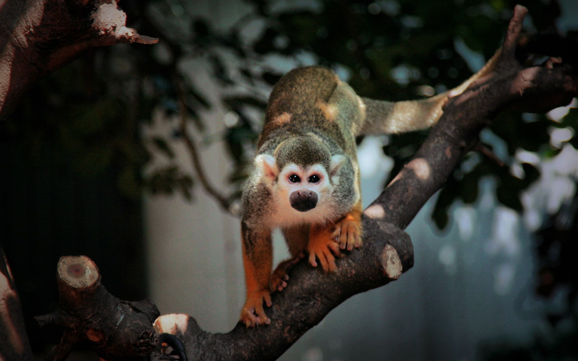 monkey