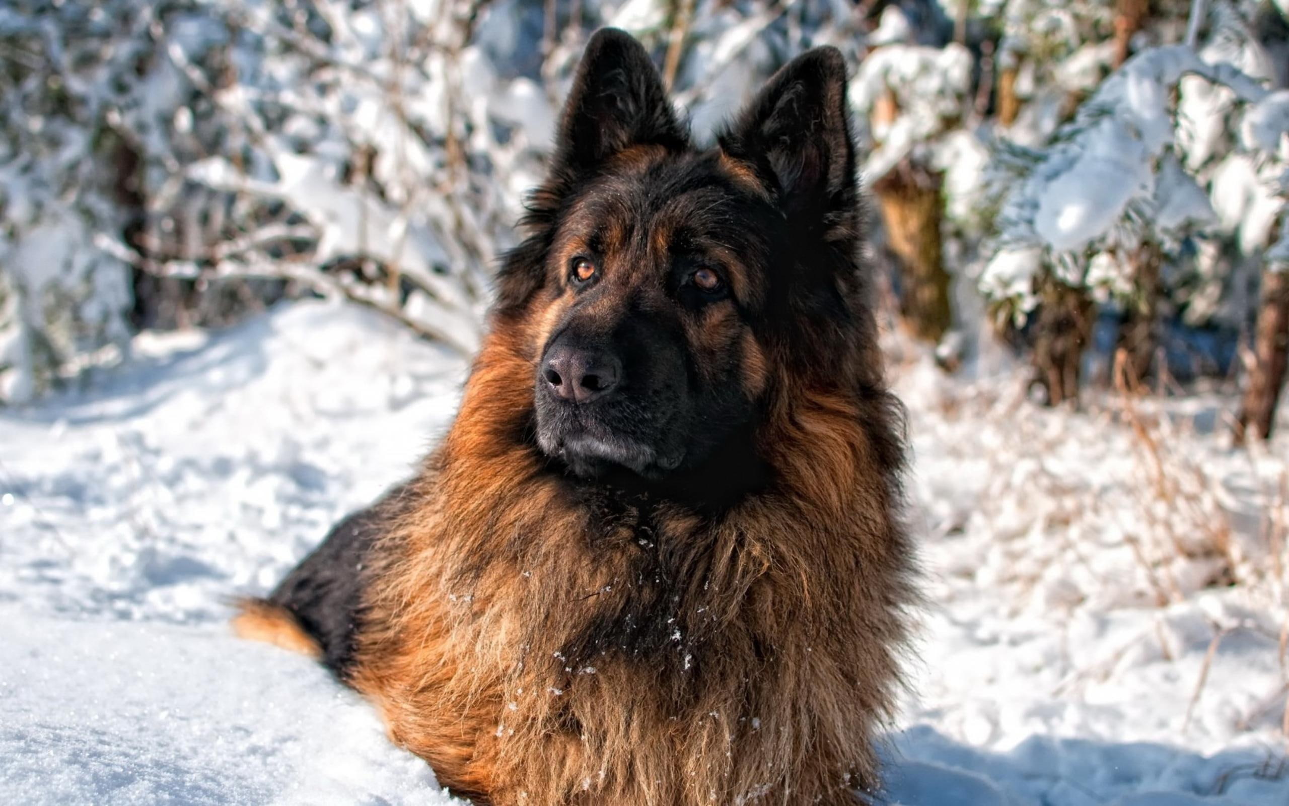 German Sheperd, lovely, playful, dogs, puppy, bubbles, face, beautiful