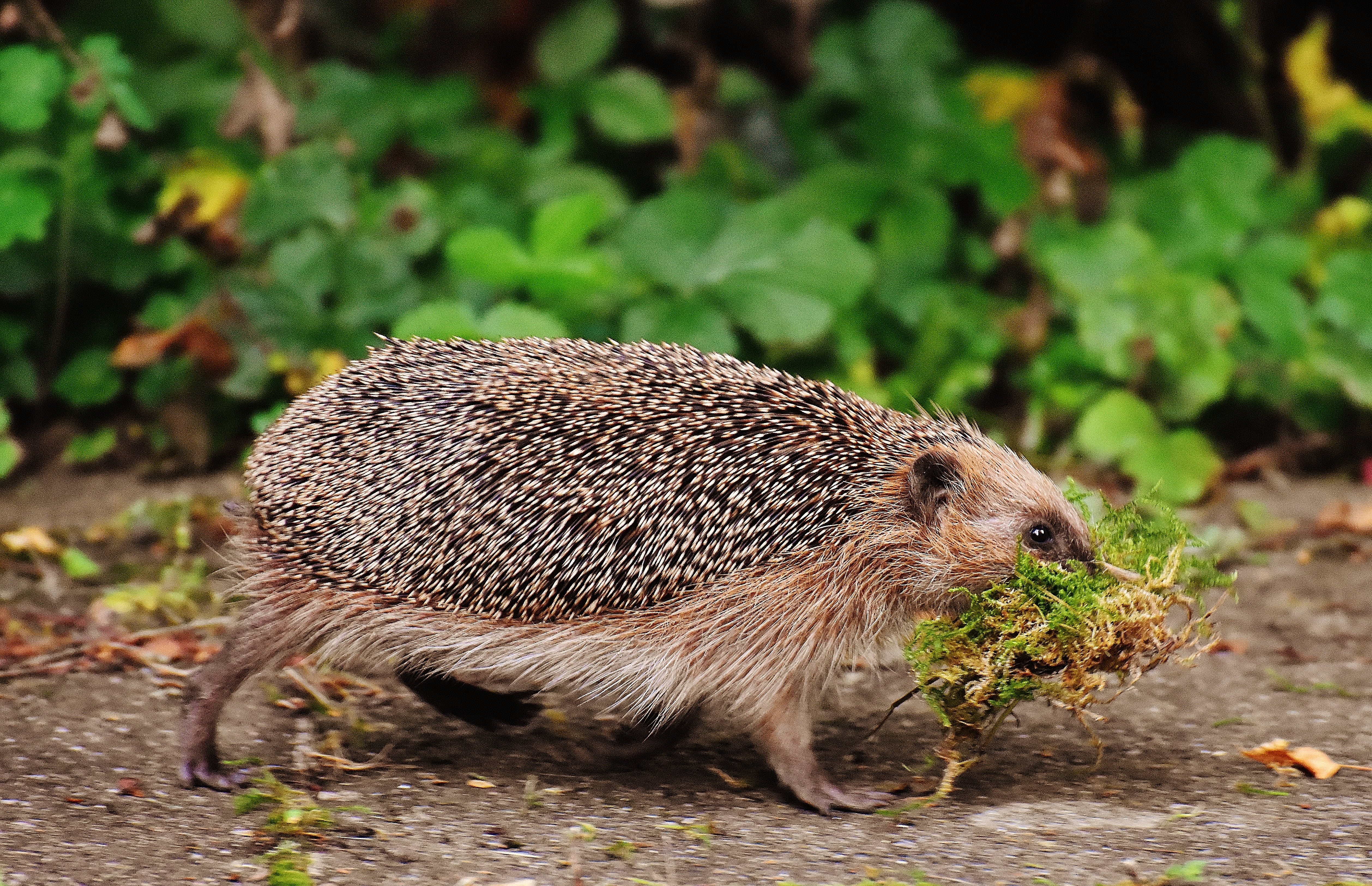 brown porcupine, hedgehog, moss, walk, thorns, animal, wildlife