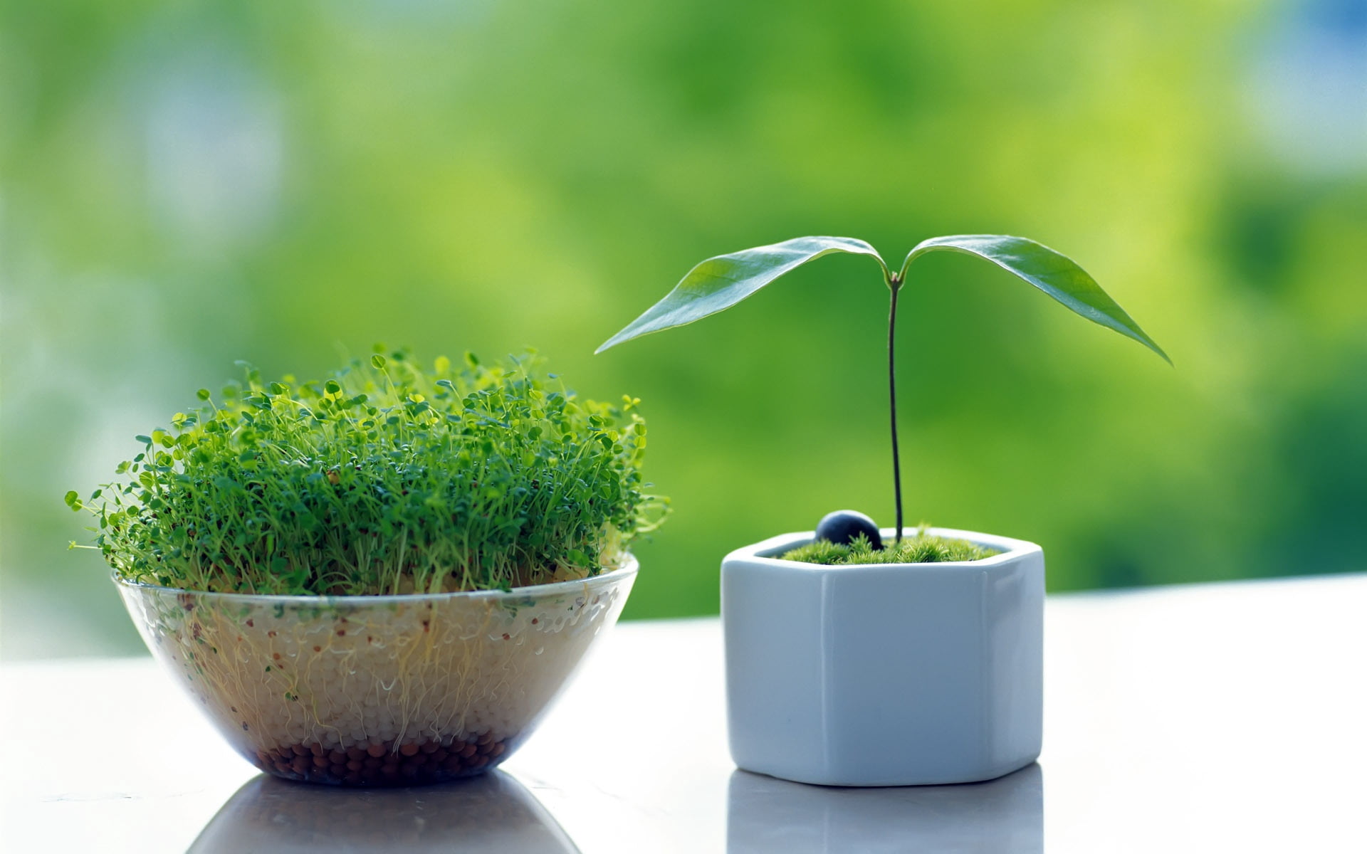 green plant, grass, white, vase, windowsill, growth, nature, green Color