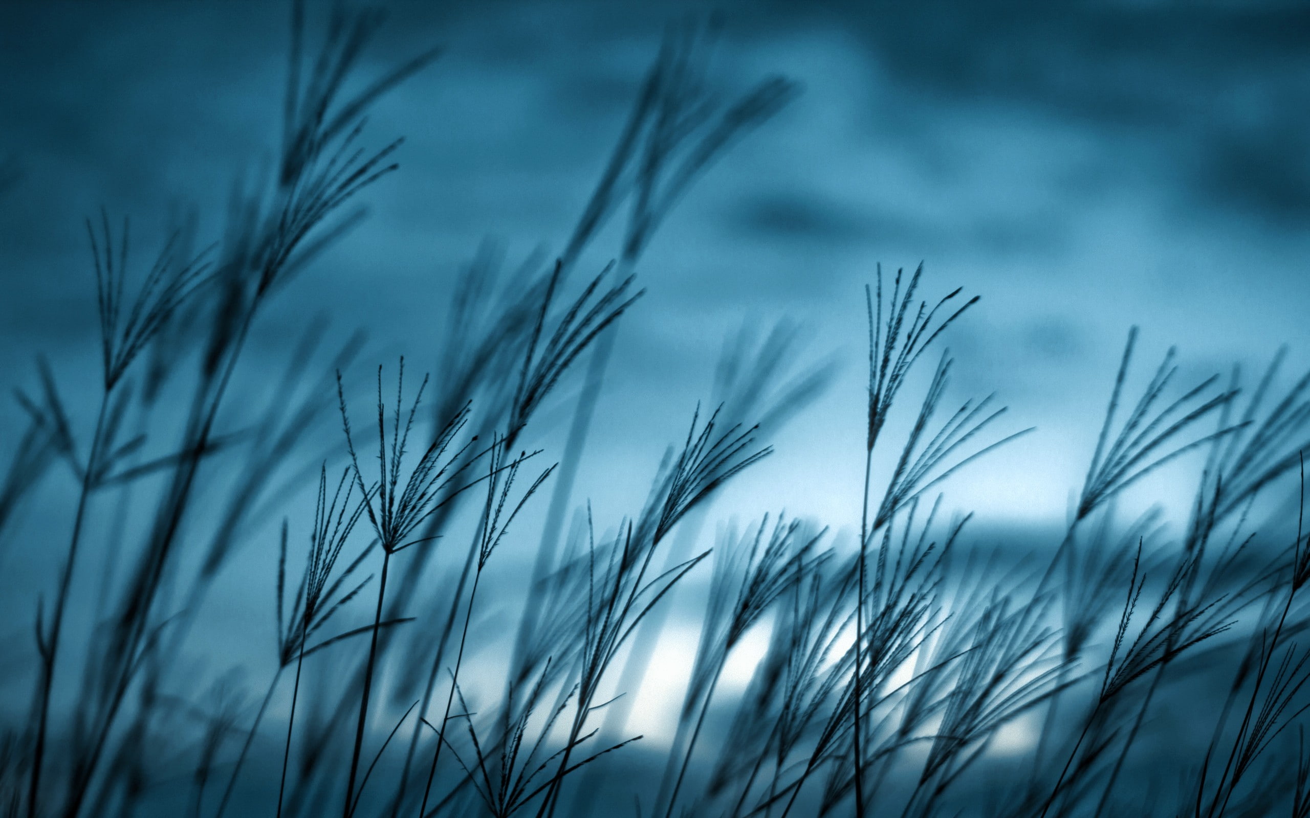 grass, macro