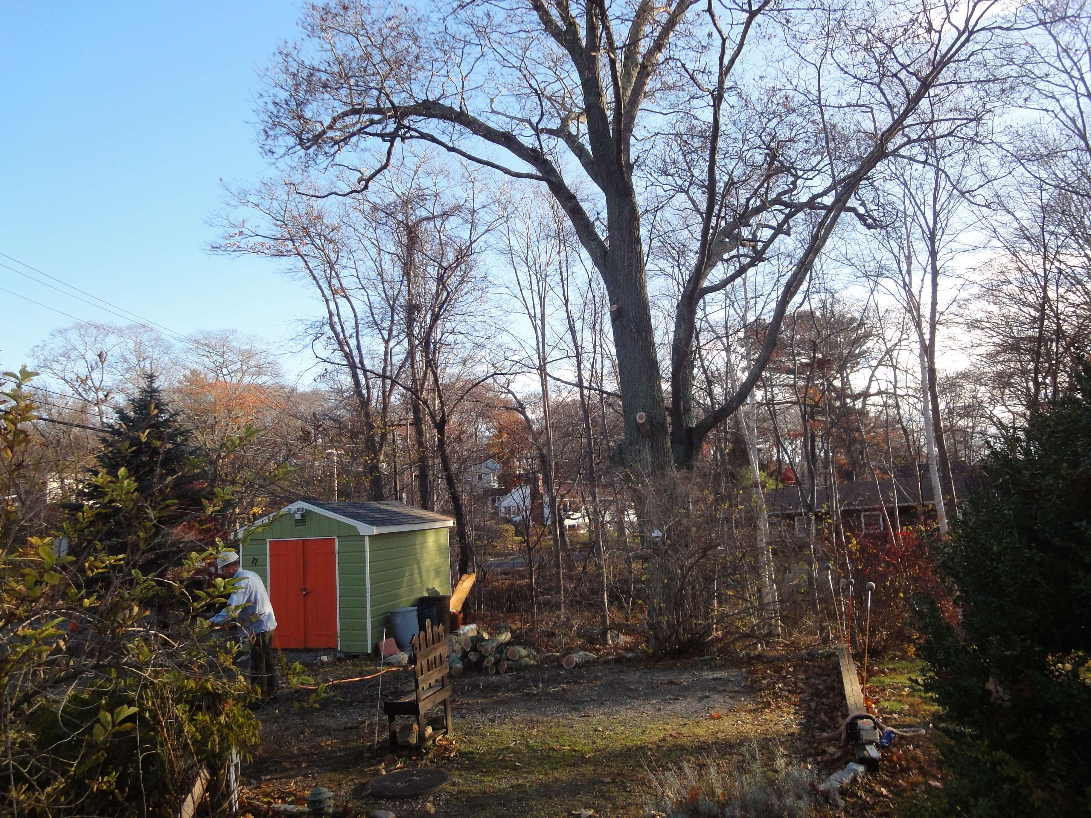 tree work, plant, nature, built structure, bare tree, real people