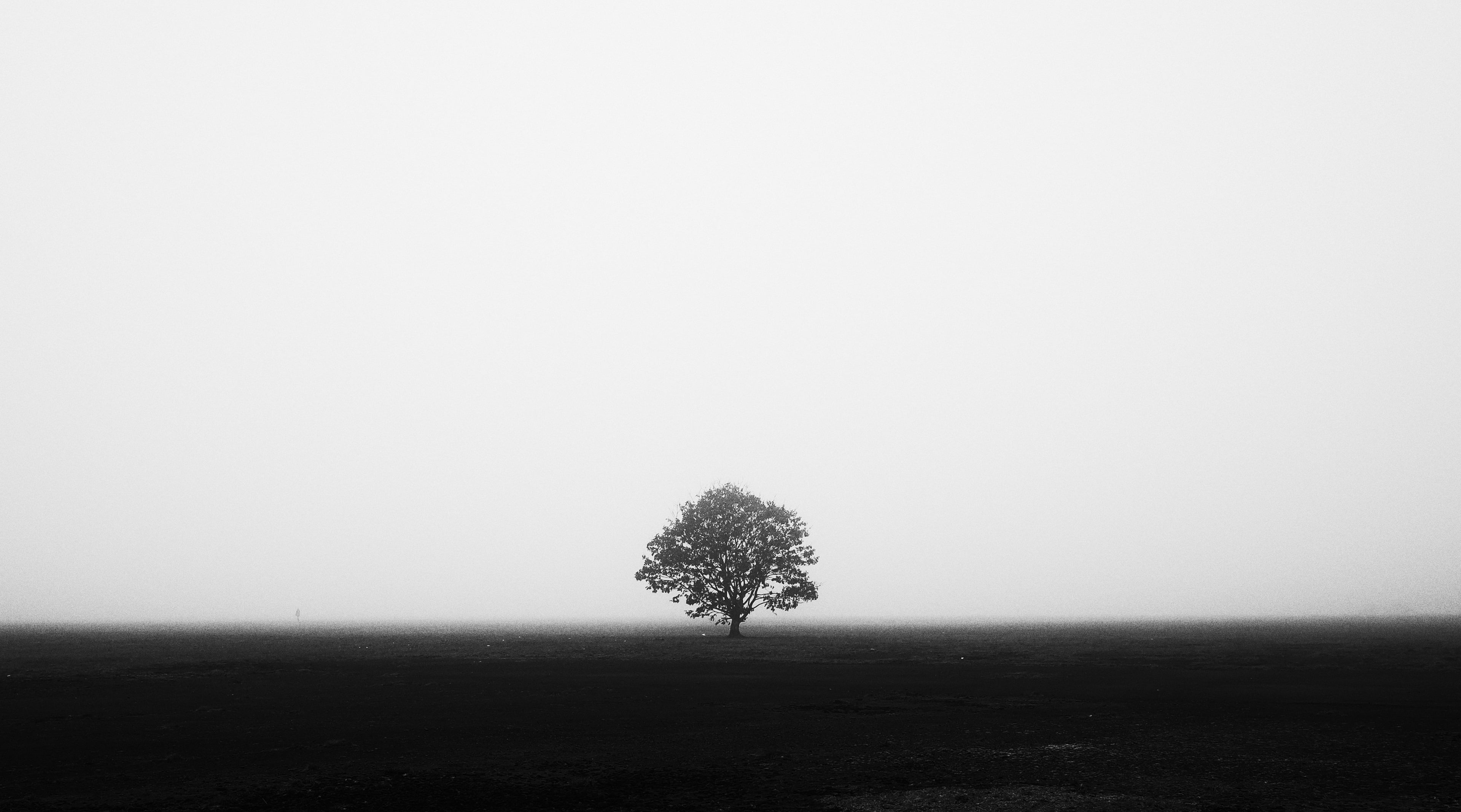 greyscale photo of tree, monochrome, photography, symmetry, trees