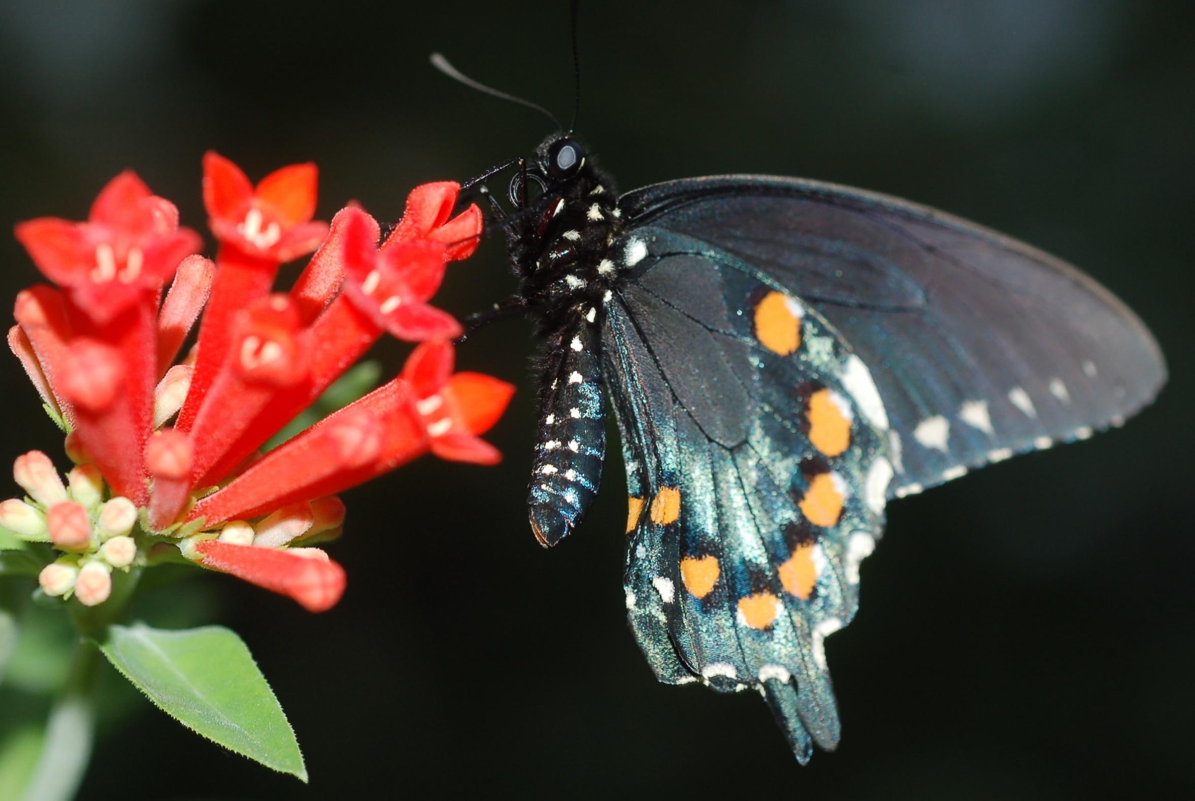 Pipevine Swallowtail On Butterfly, flower, animals