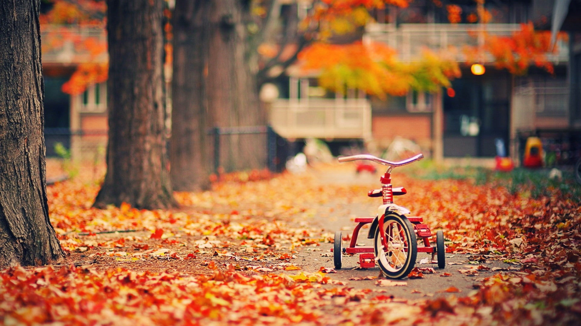 trees, leaves, vehicle, fall, tricycle